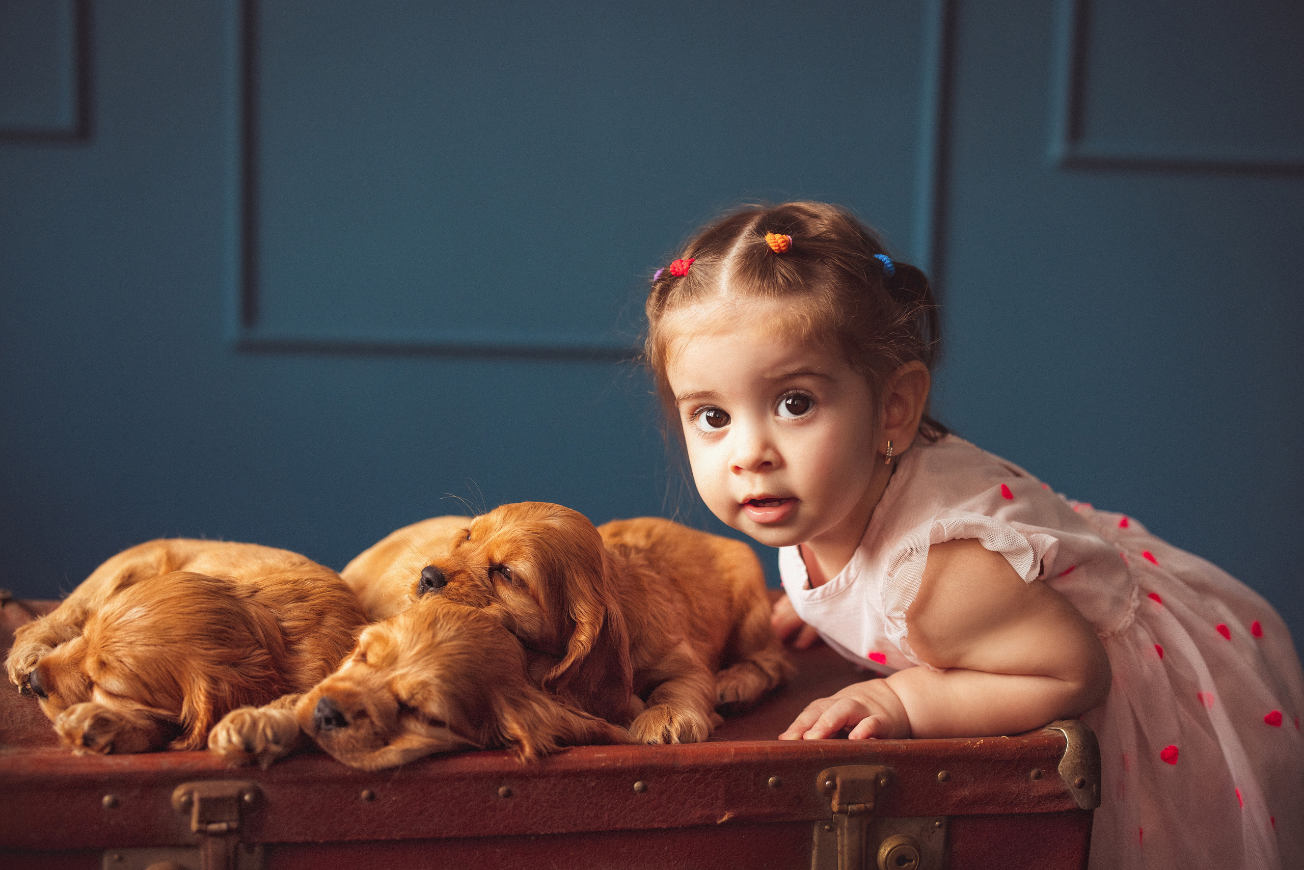 ЩЕНКИ (Кокер — спаниель). Семейный и детский фотограф в Краснодаре Анна Трашкова