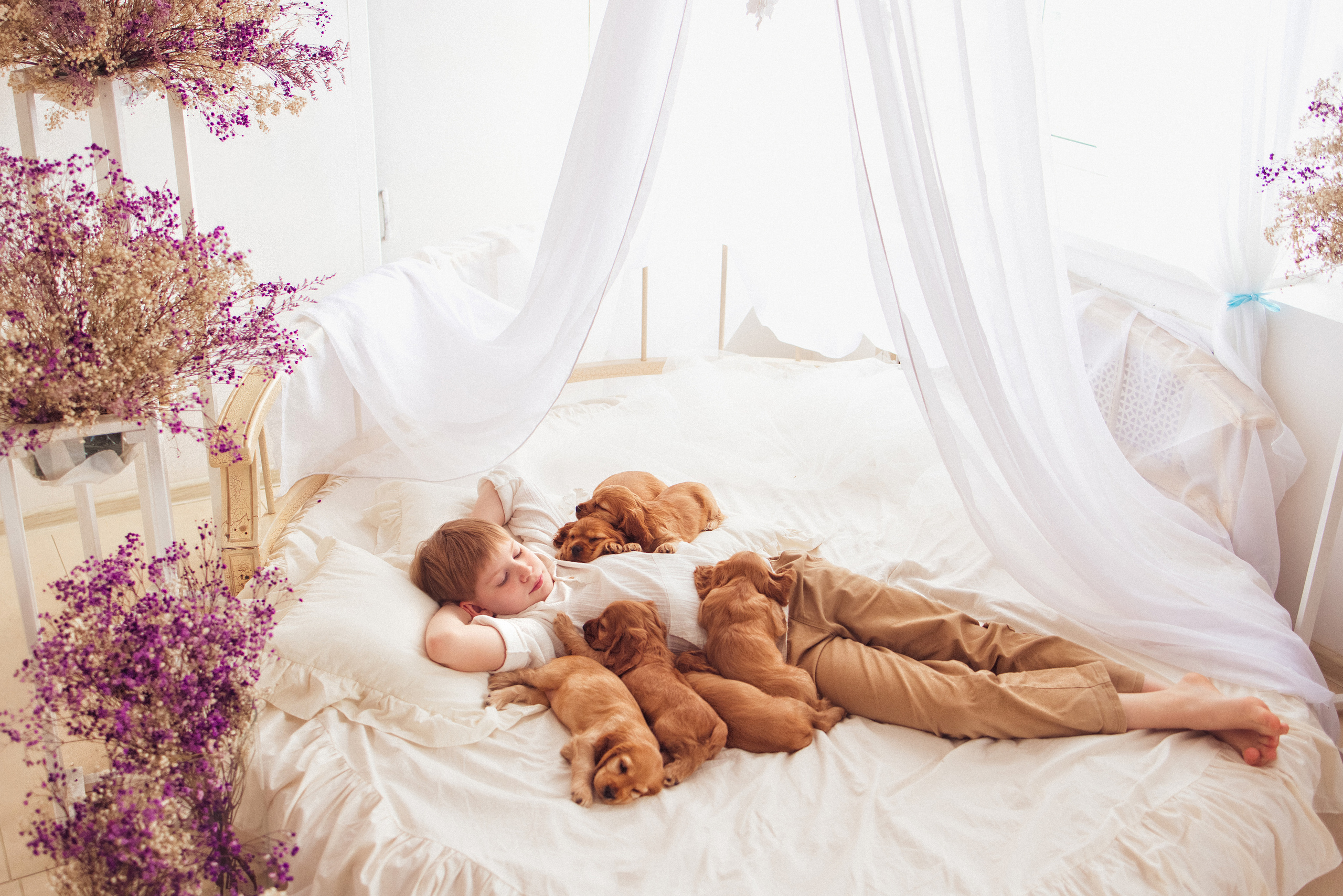 ЩЕНКИ (Кокер — спаниель). Семейный и детский фотограф в Краснодаре Анна Трашкова