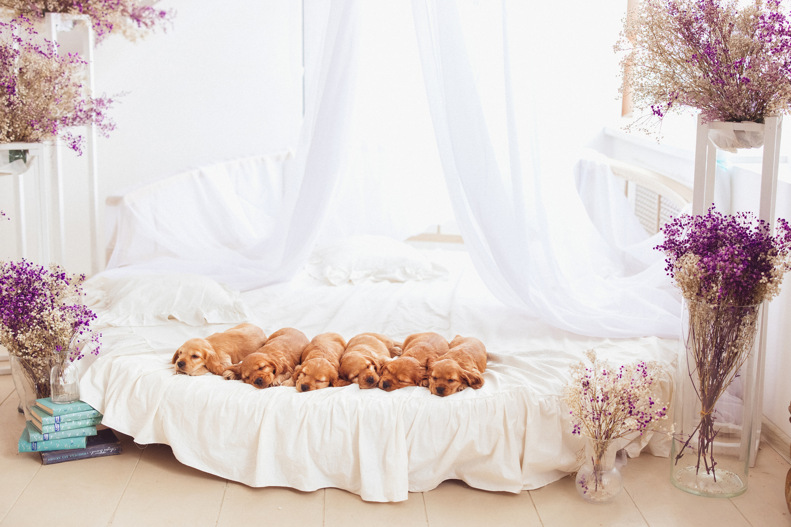 ЩЕНКИ (Кокер — спаниель). Семейный и детский фотограф в Краснодаре Анна Трашкова