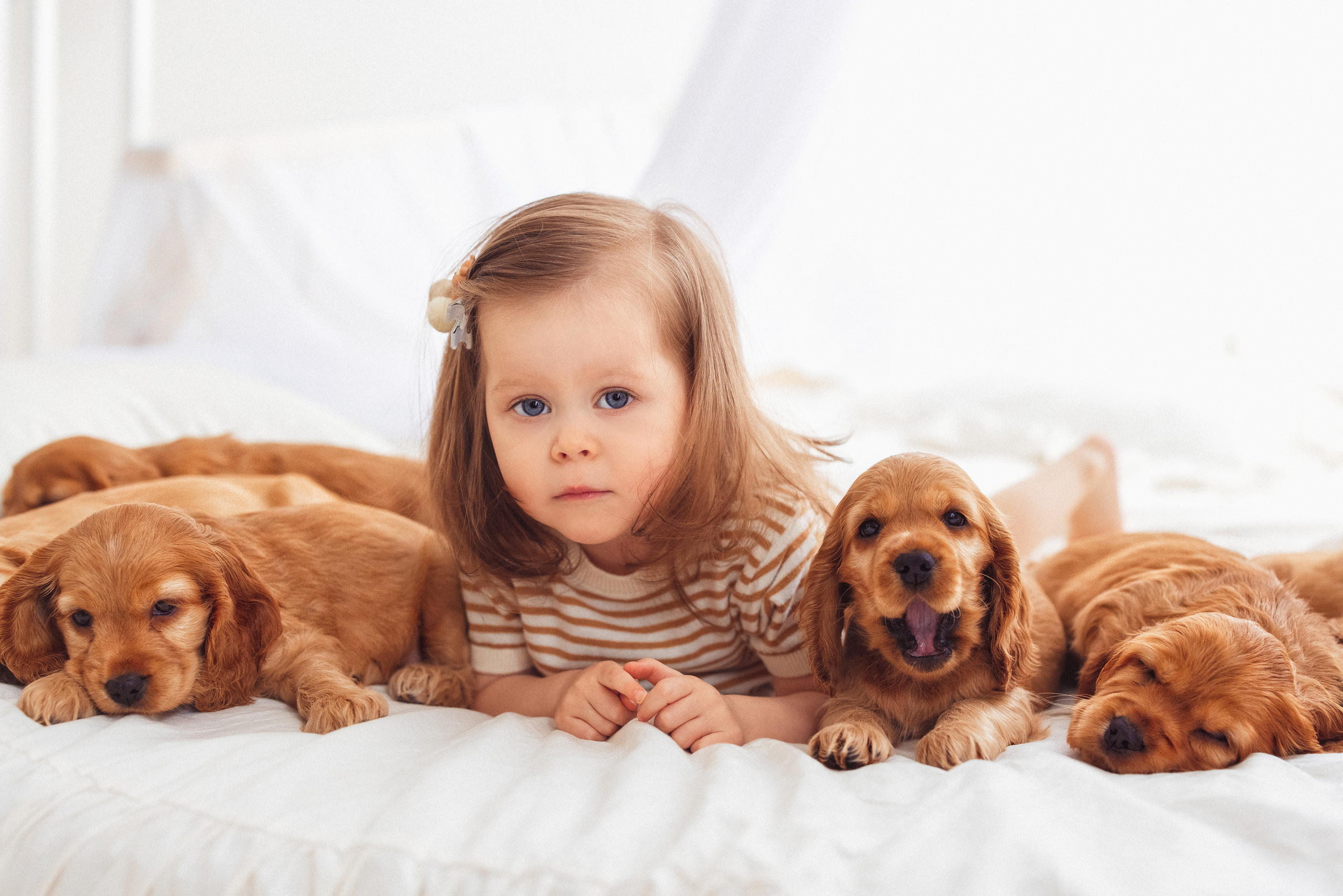 ЩЕНКИ (Кокер — спаниель). Семейный и детский фотограф в Краснодаре Анна Трашкова