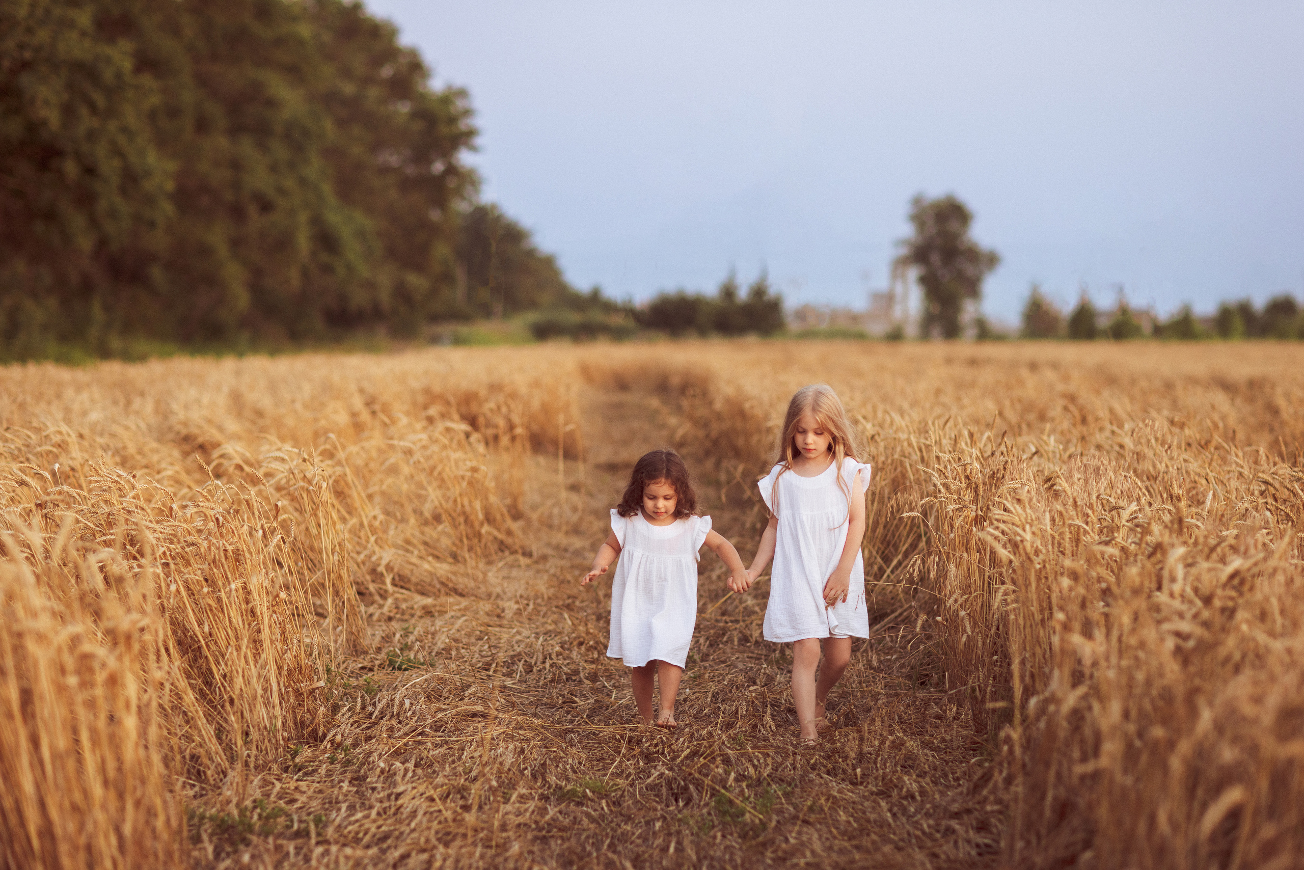 Пшеничное поле, семьи. Семейный и детский фотограф в Краснодаре Анна Трашкова