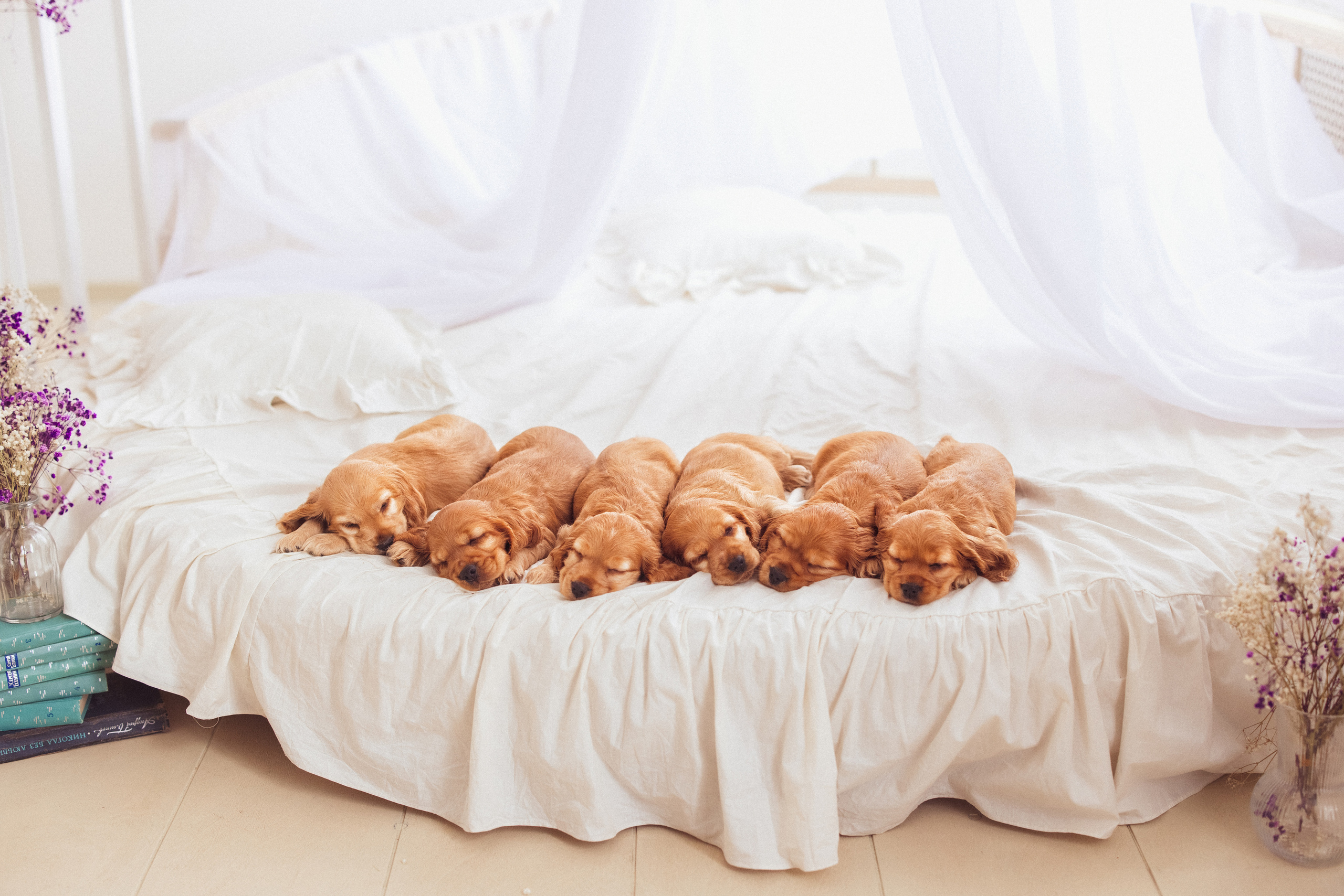 ЩЕНКИ (Кокер — спаниель). Семейный и детский фотограф в Краснодаре Анна Трашкова