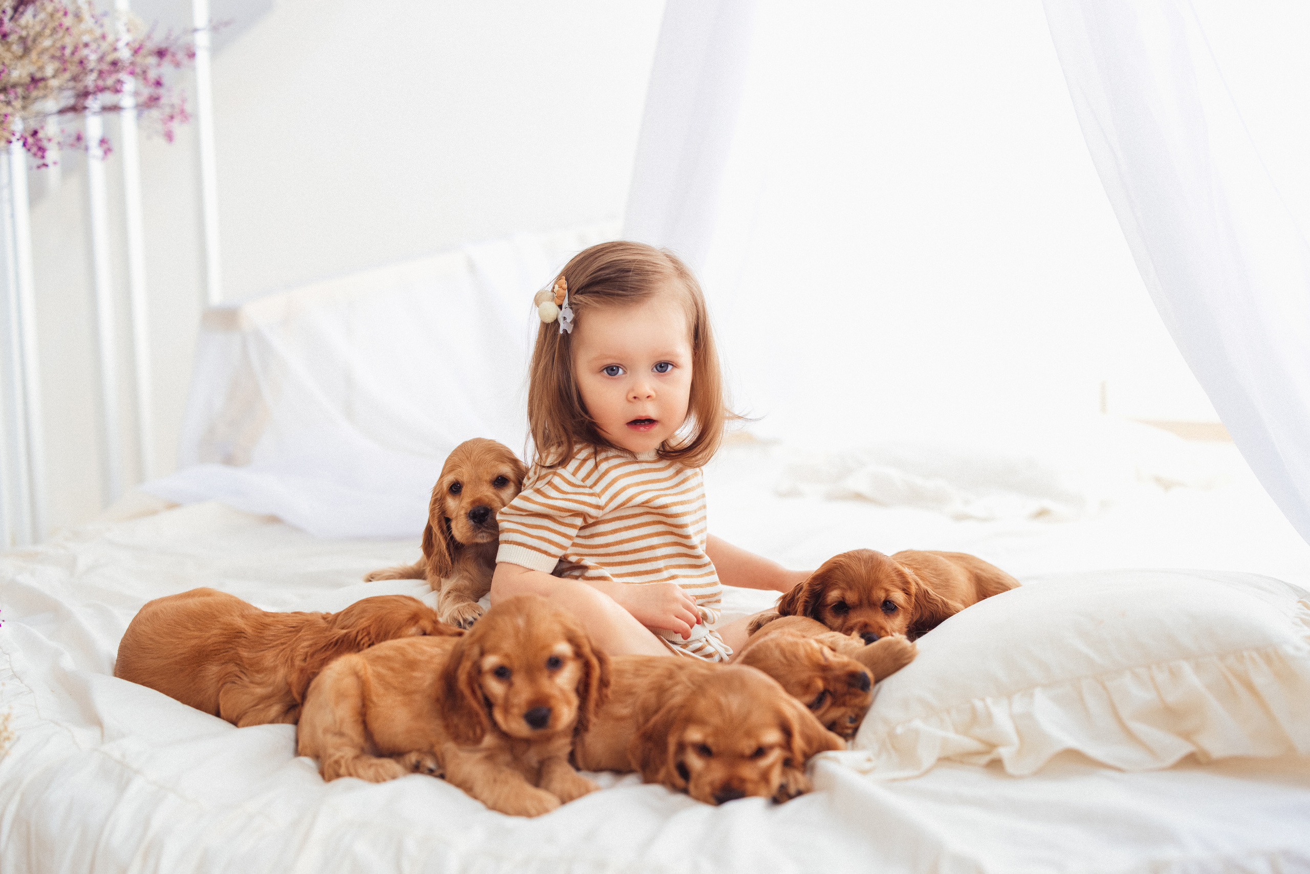ЩЕНКИ (Кокер — спаниель). Семейный и детский фотограф в Краснодаре Анна Трашкова
