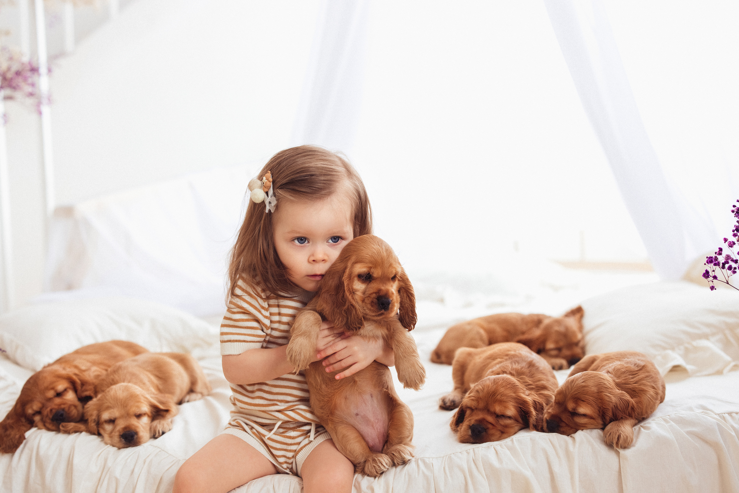 ЩЕНКИ (Кокер — спаниель). Семейный и детский фотограф в Краснодаре Анна Трашкова