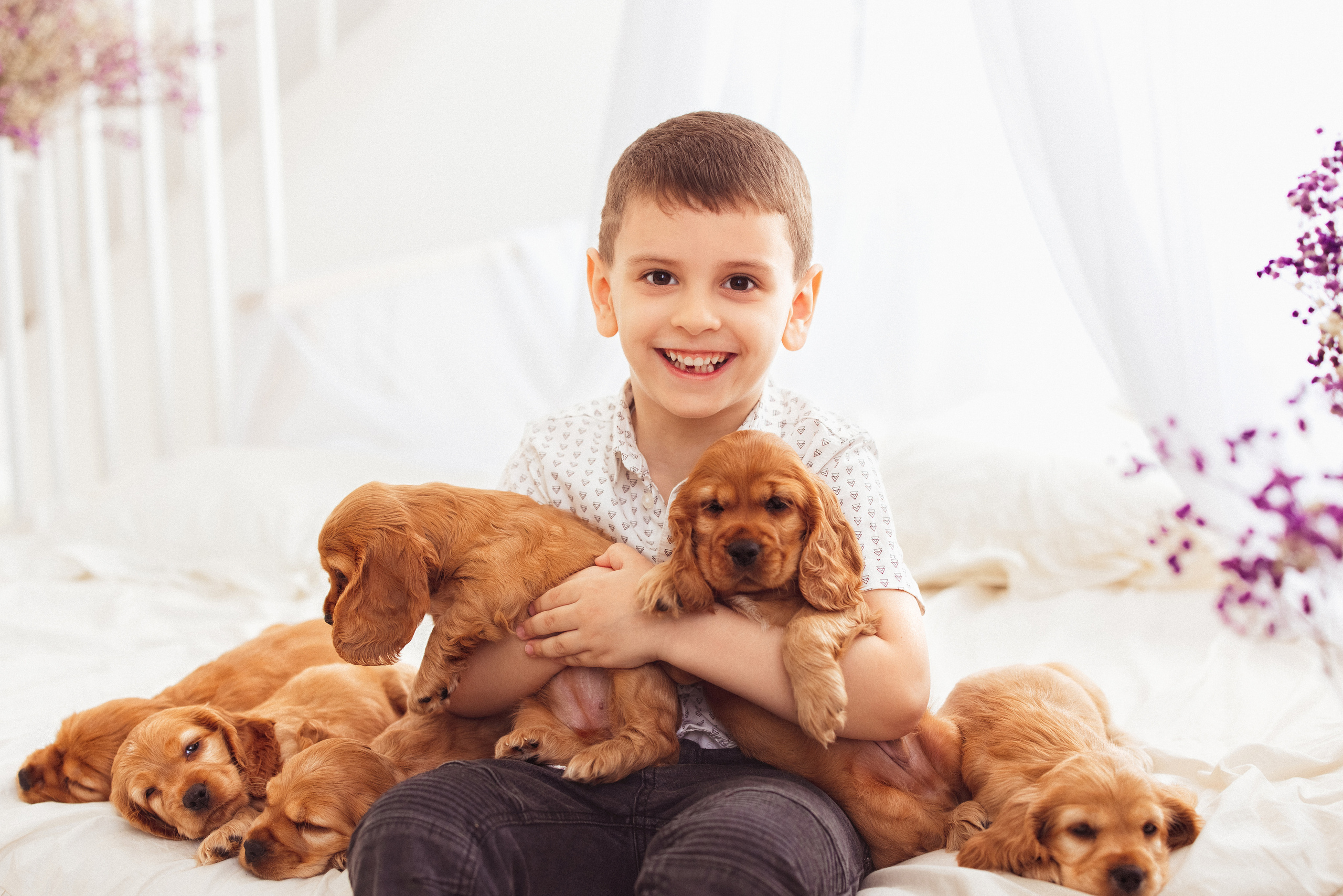 ЩЕНКИ (Кокер — спаниель). Семейный и детский фотограф в Краснодаре Анна Трашкова