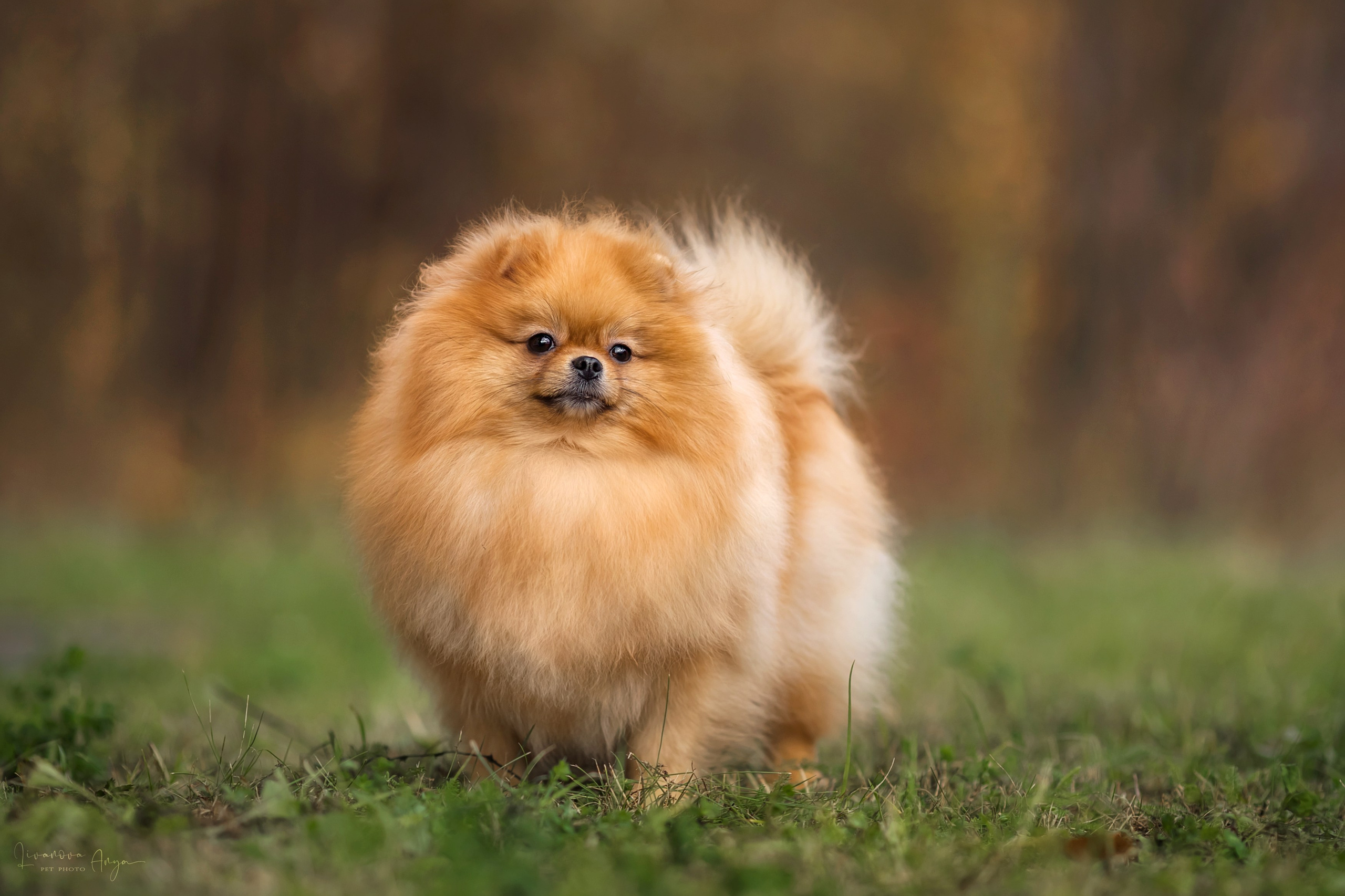 Шпицы и чихуахуа. Фотограф анималист Аня Ливанова | Рыбинск