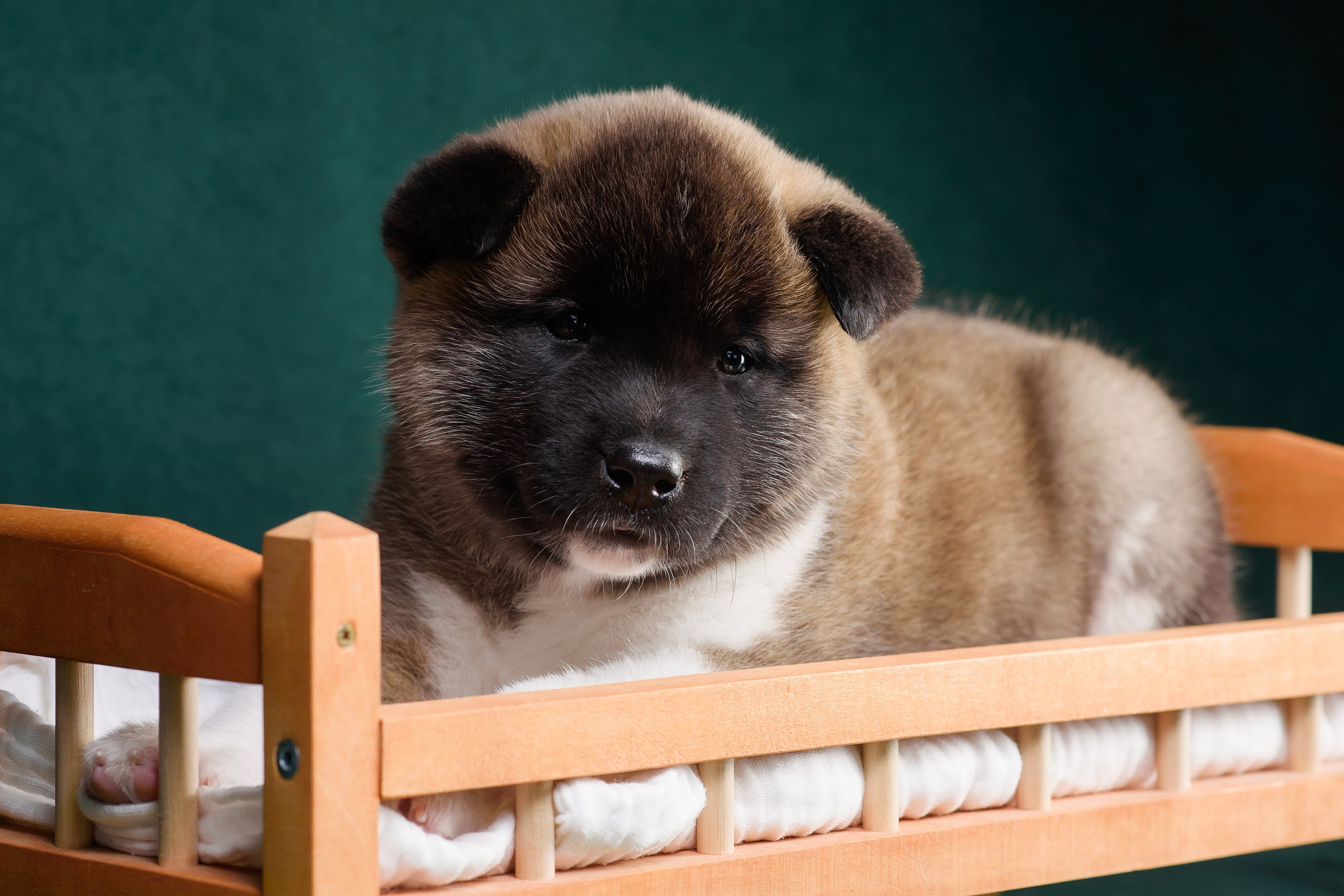 Щенки Американской Акиты. Фотограф — Анималист | Анна Абрамова