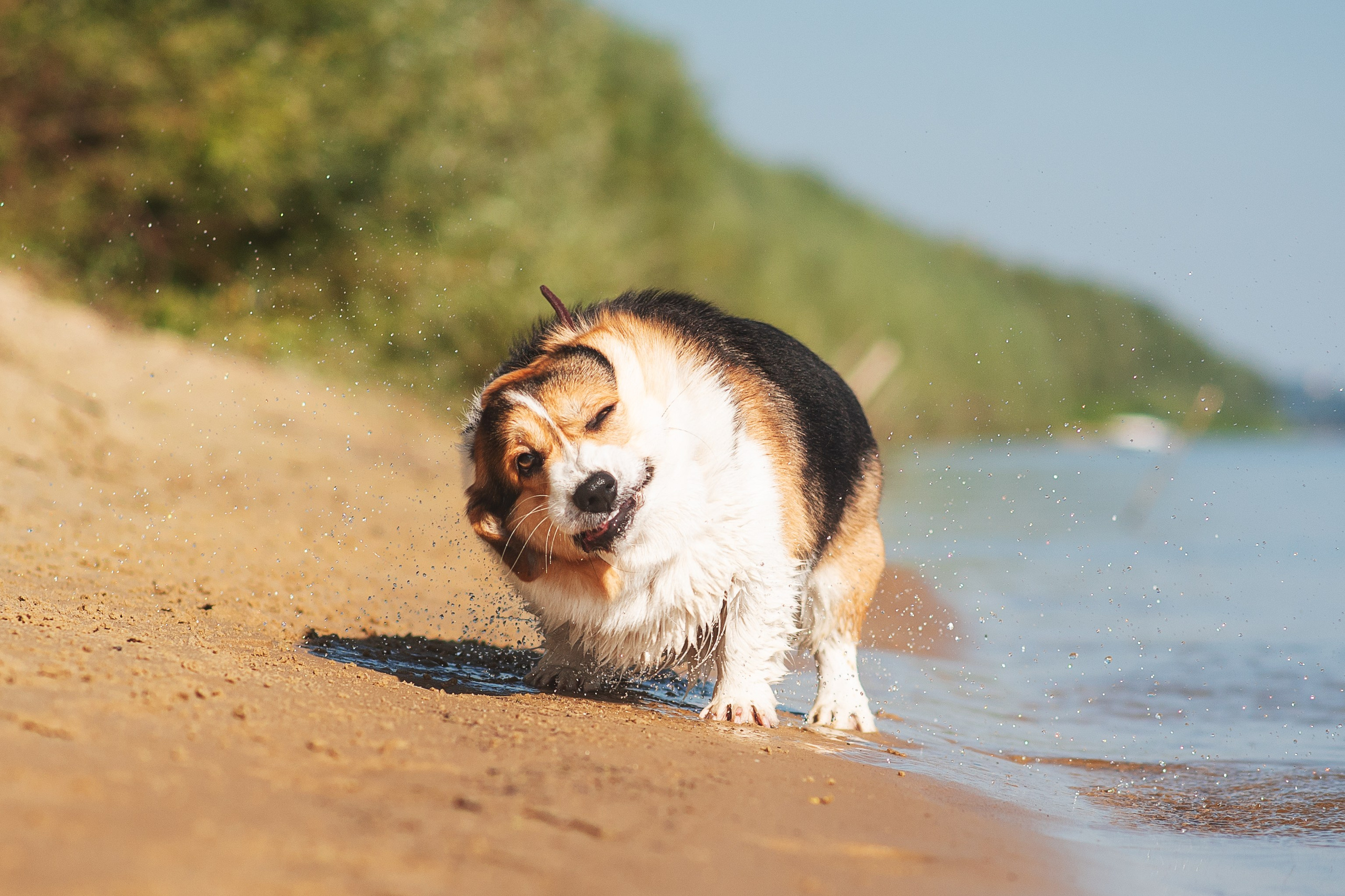 Майк и Лея — 29.08.2024. Фотограф — Анималист | Анна Абрамова