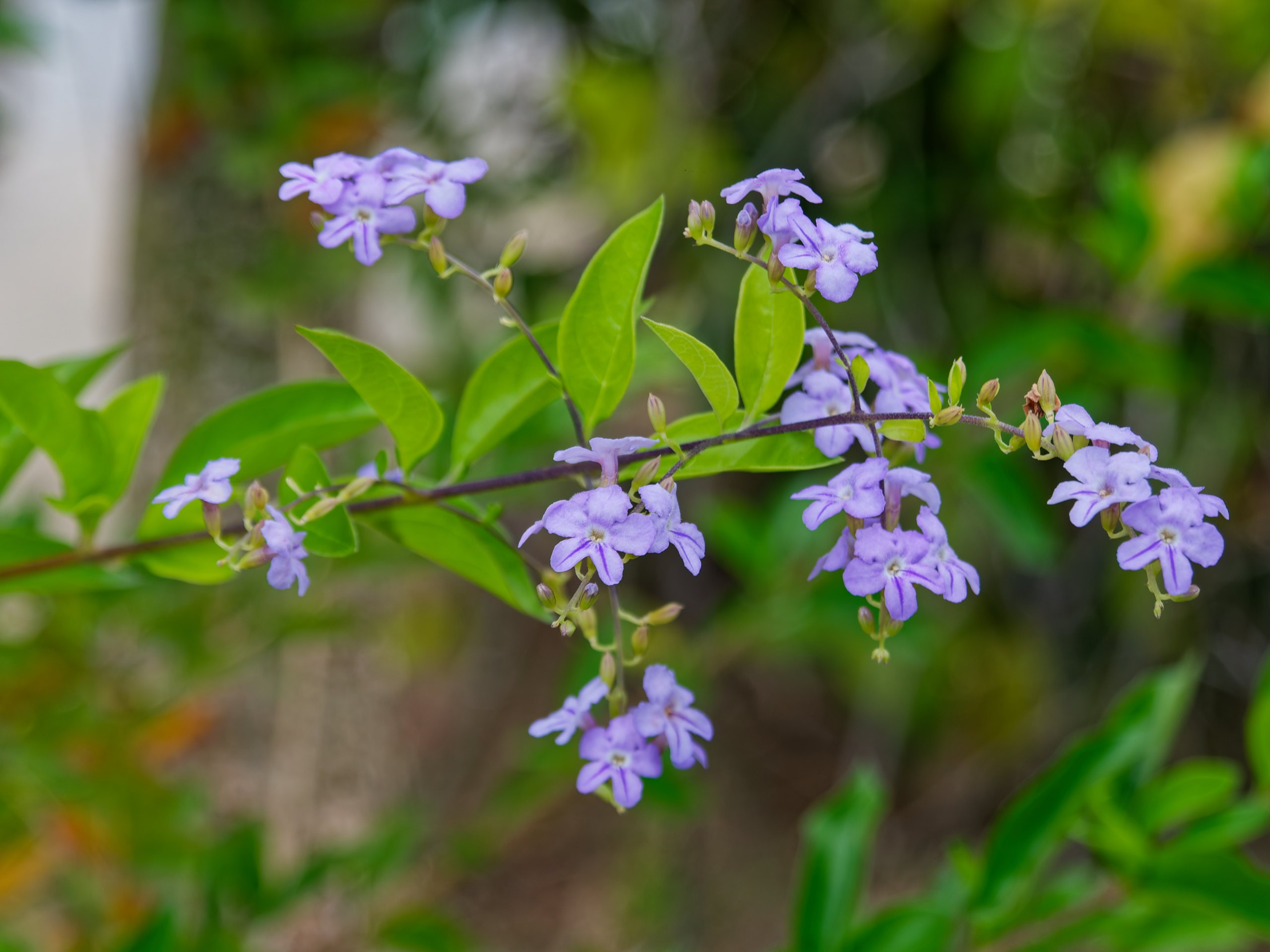 Хайнань 2026, флора, цветы и деревья. Фотопрогулки по Миру