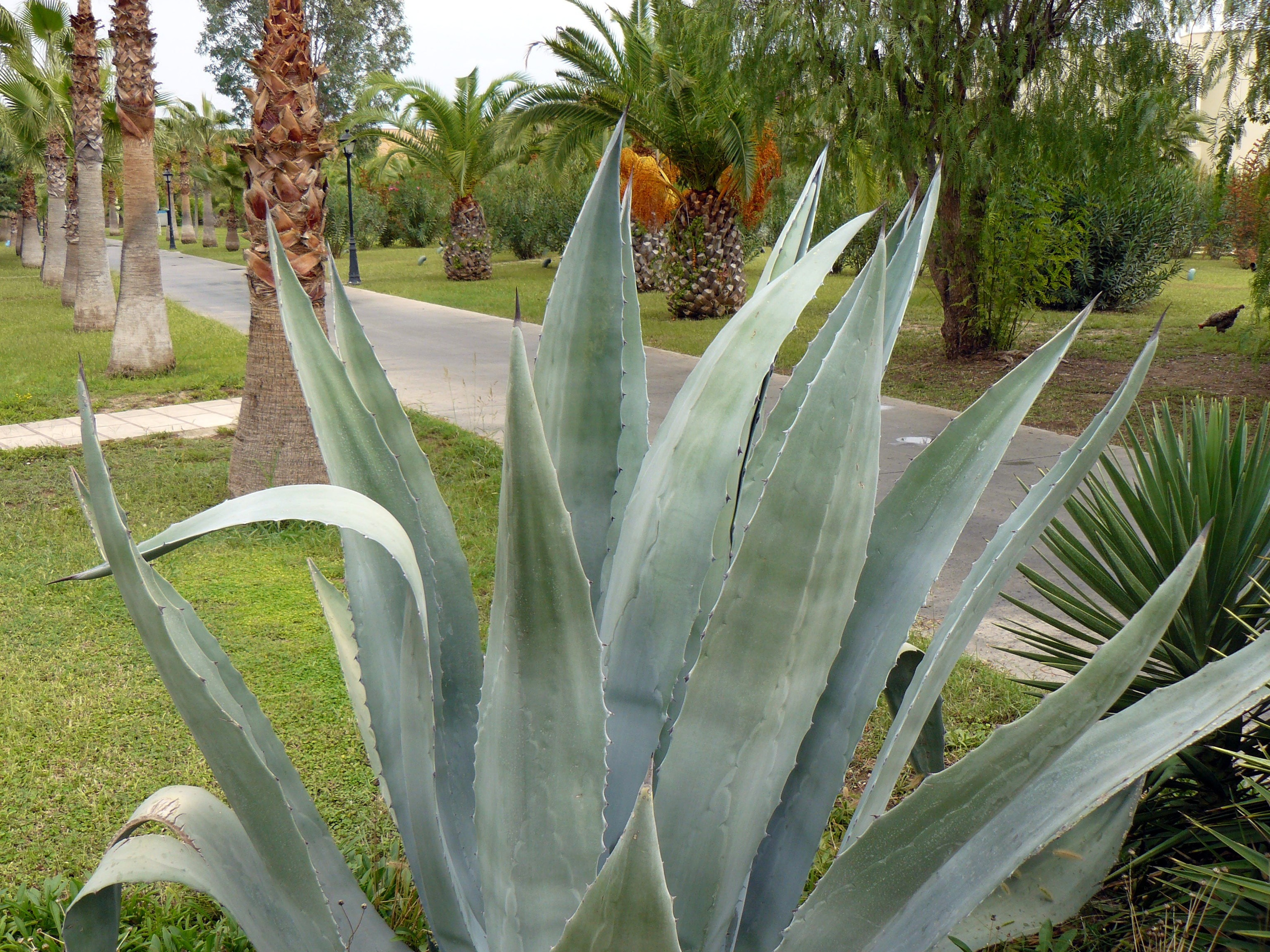 Кемер, Чамьюва 2008. Избранные фотографии