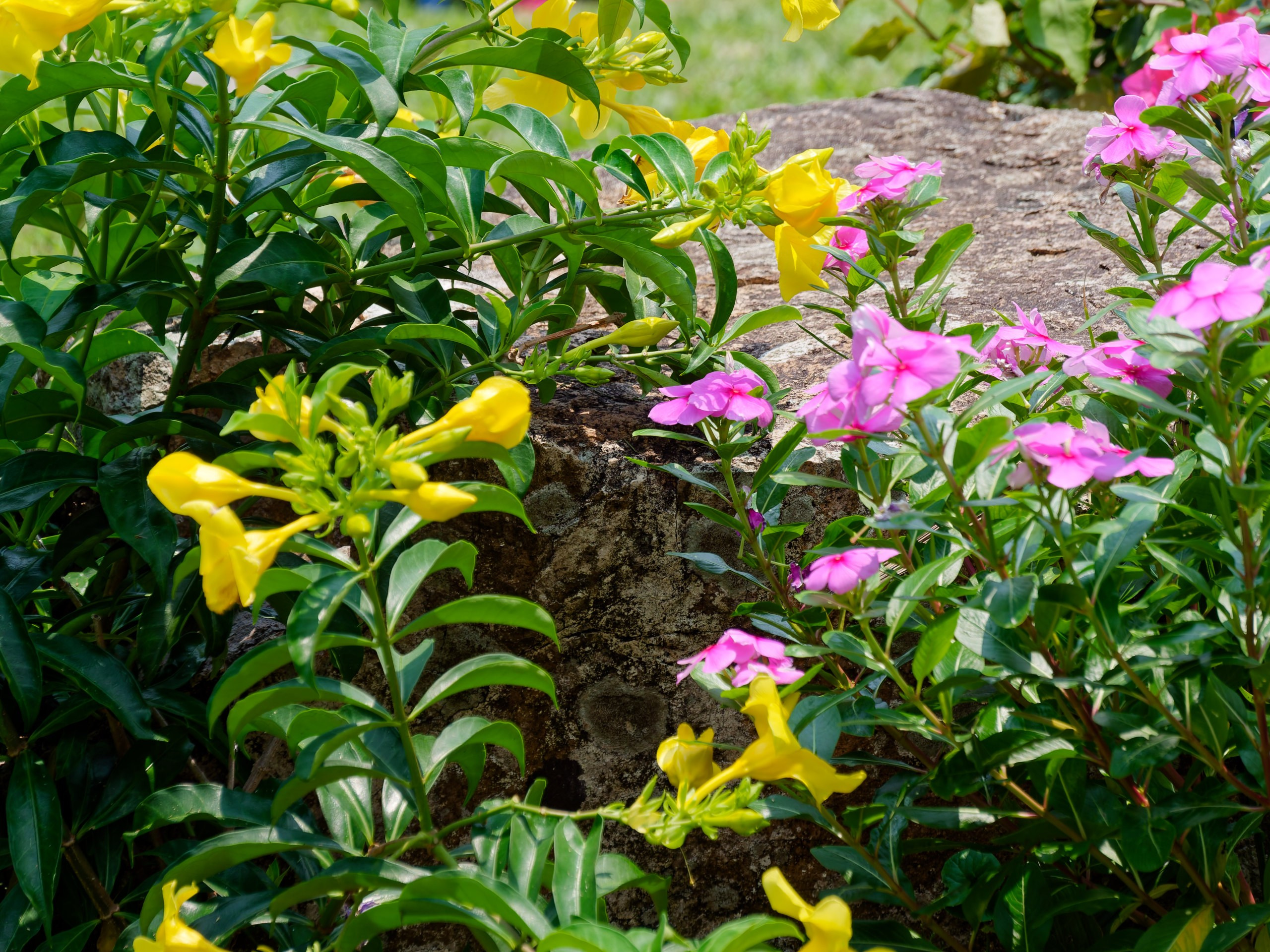 Хайнань 2026, флора, цветы и деревья. Фотопрогулки по Миру