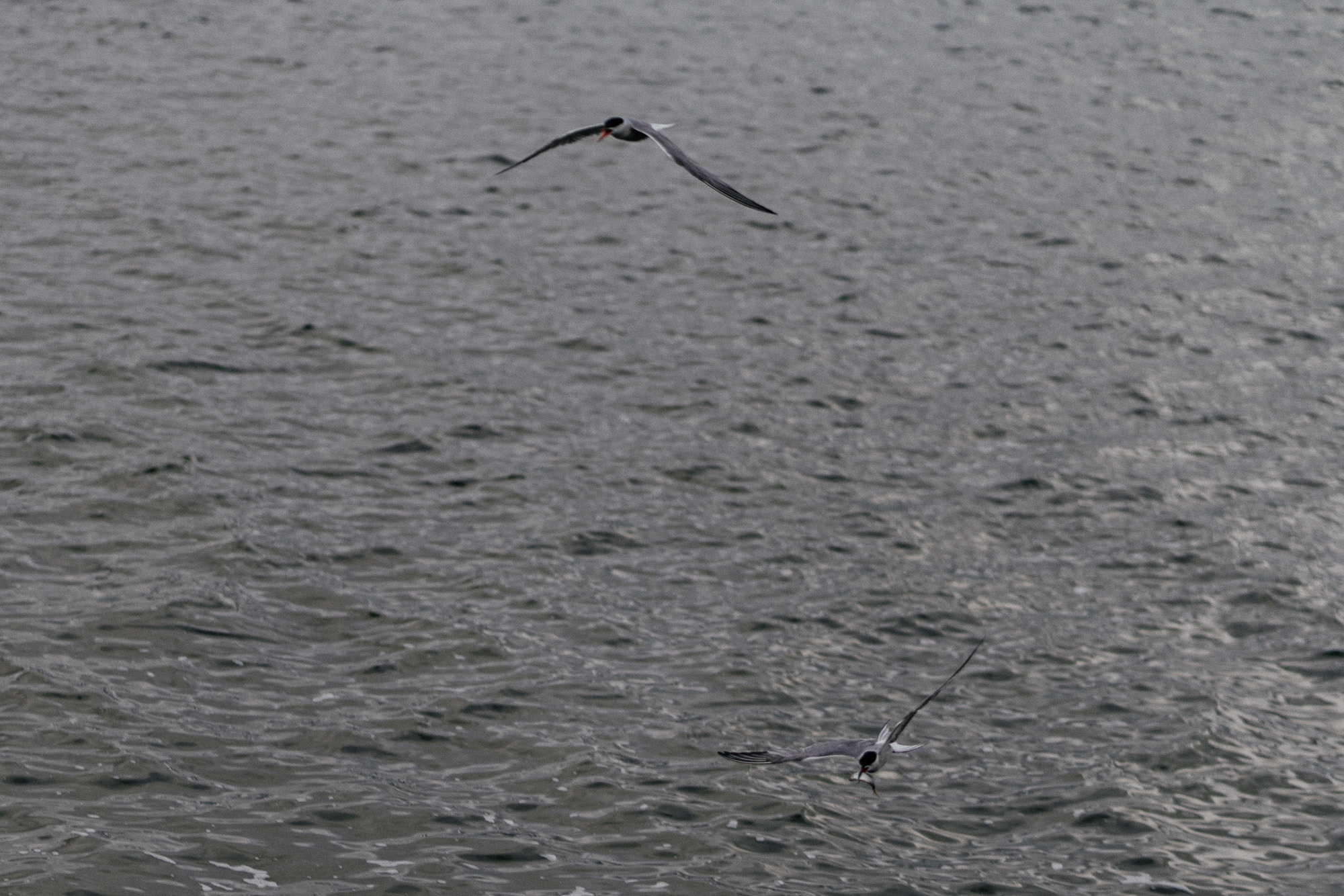 . Свадебный фотограф в Тюмени Рашид Таштимиров