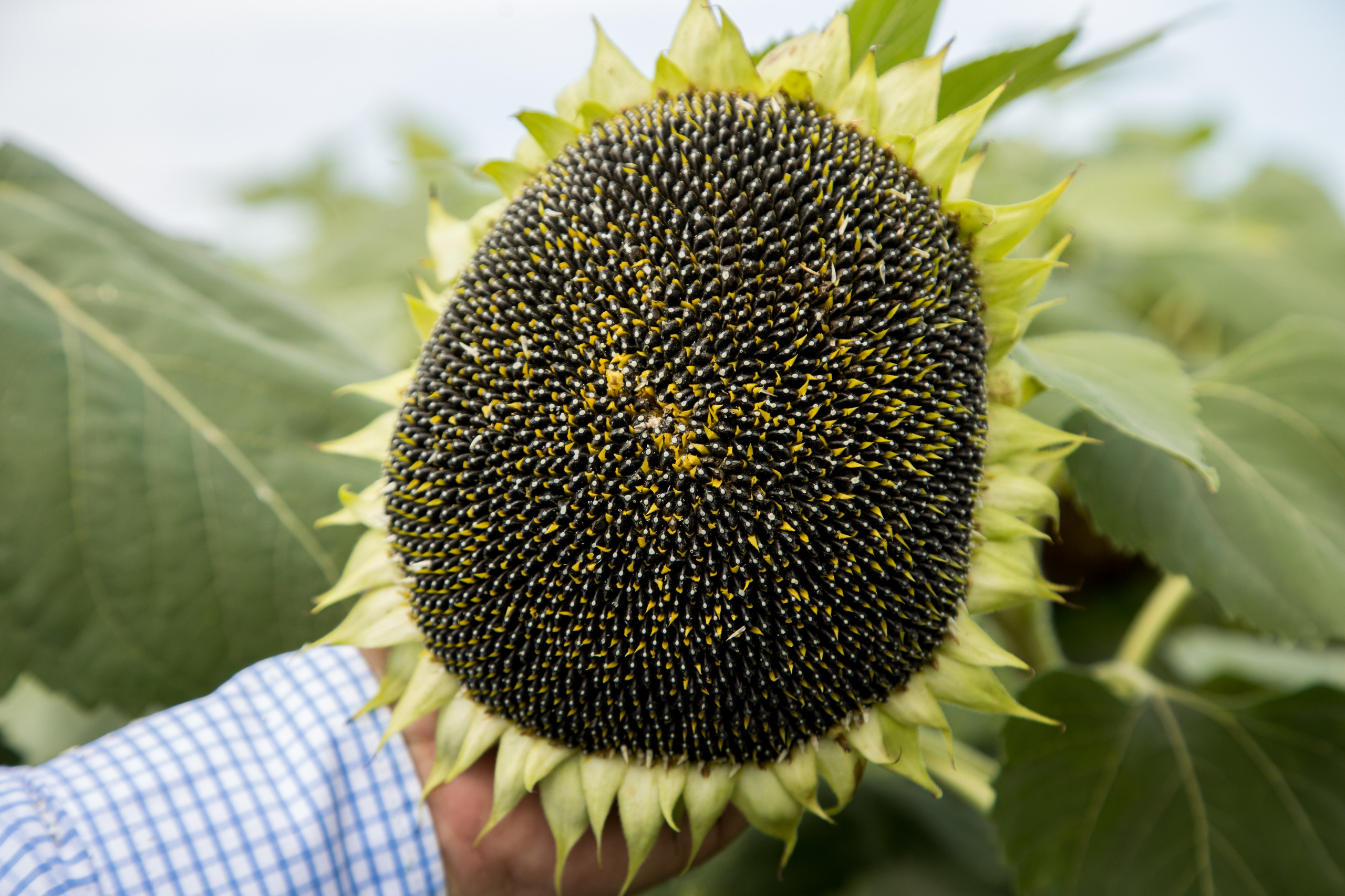 Решения для сельского хозяйства BASF 16.08.2022. Владислав Волков | Фотография и видеосъемка в Воронеже