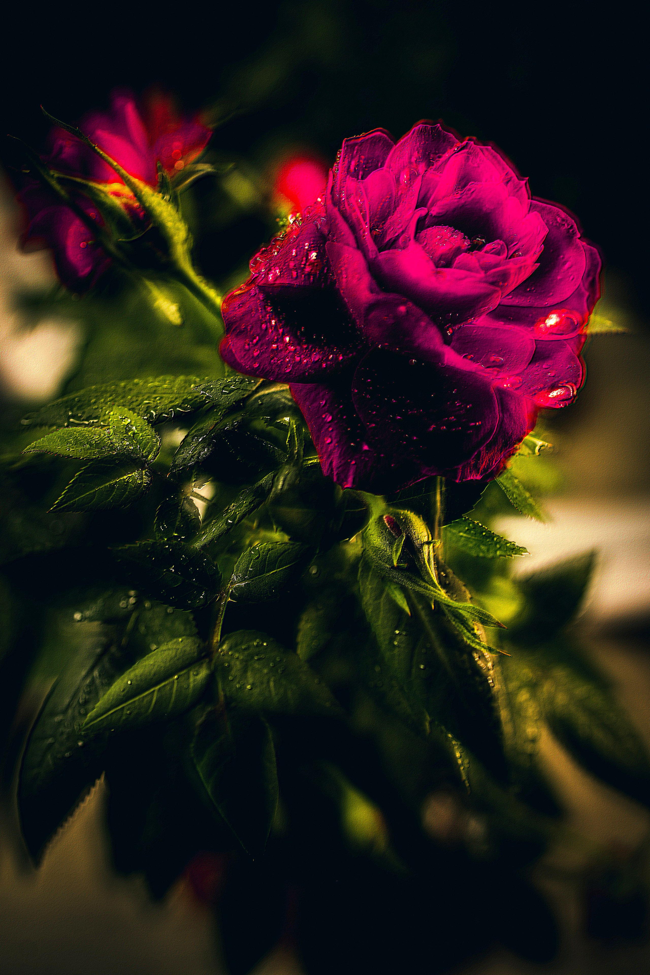 Природа &. Фотохудожник в СПб