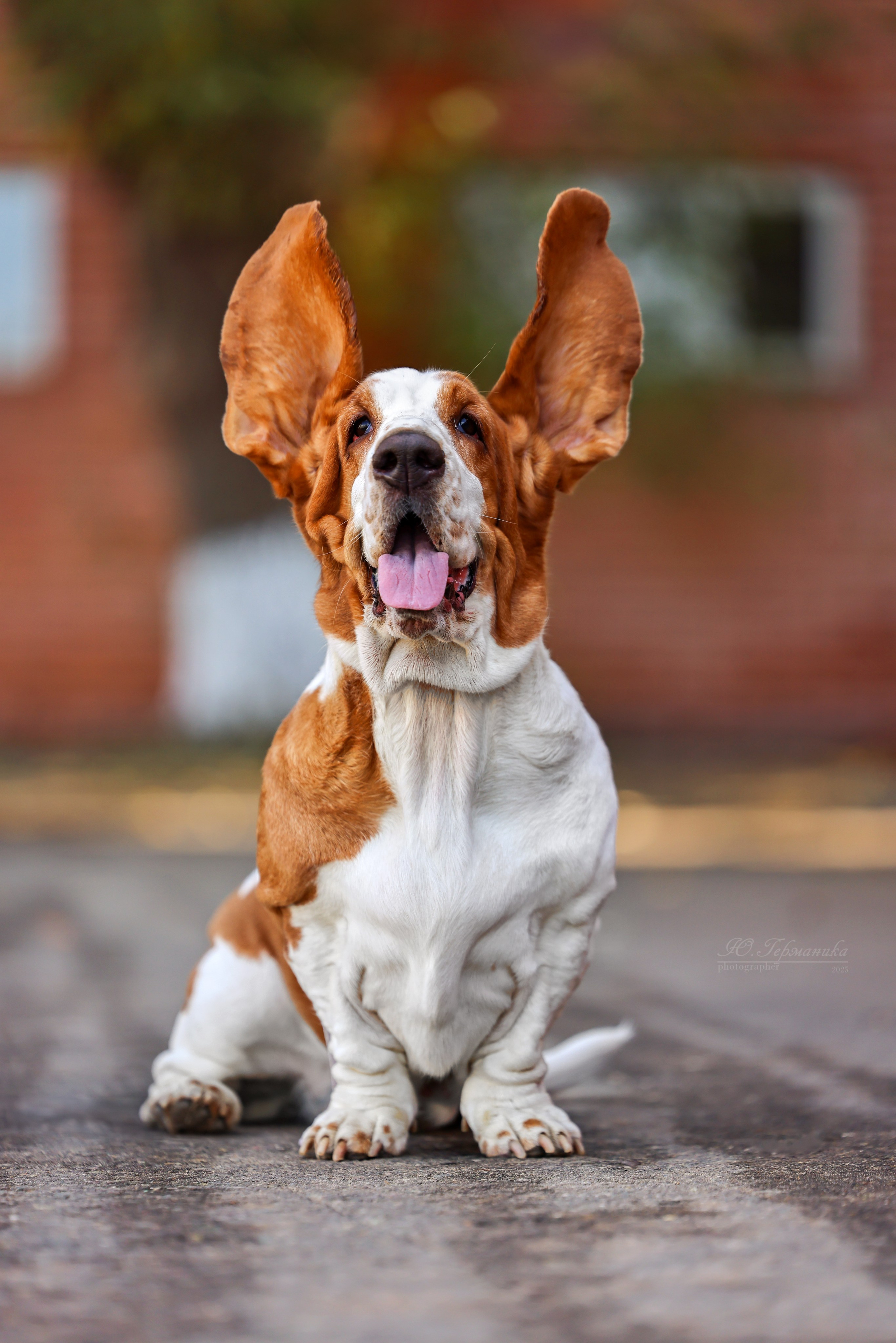 Астана 2хCACIB 26-28.09.2025. Фотограф-анималист Юлия Германика