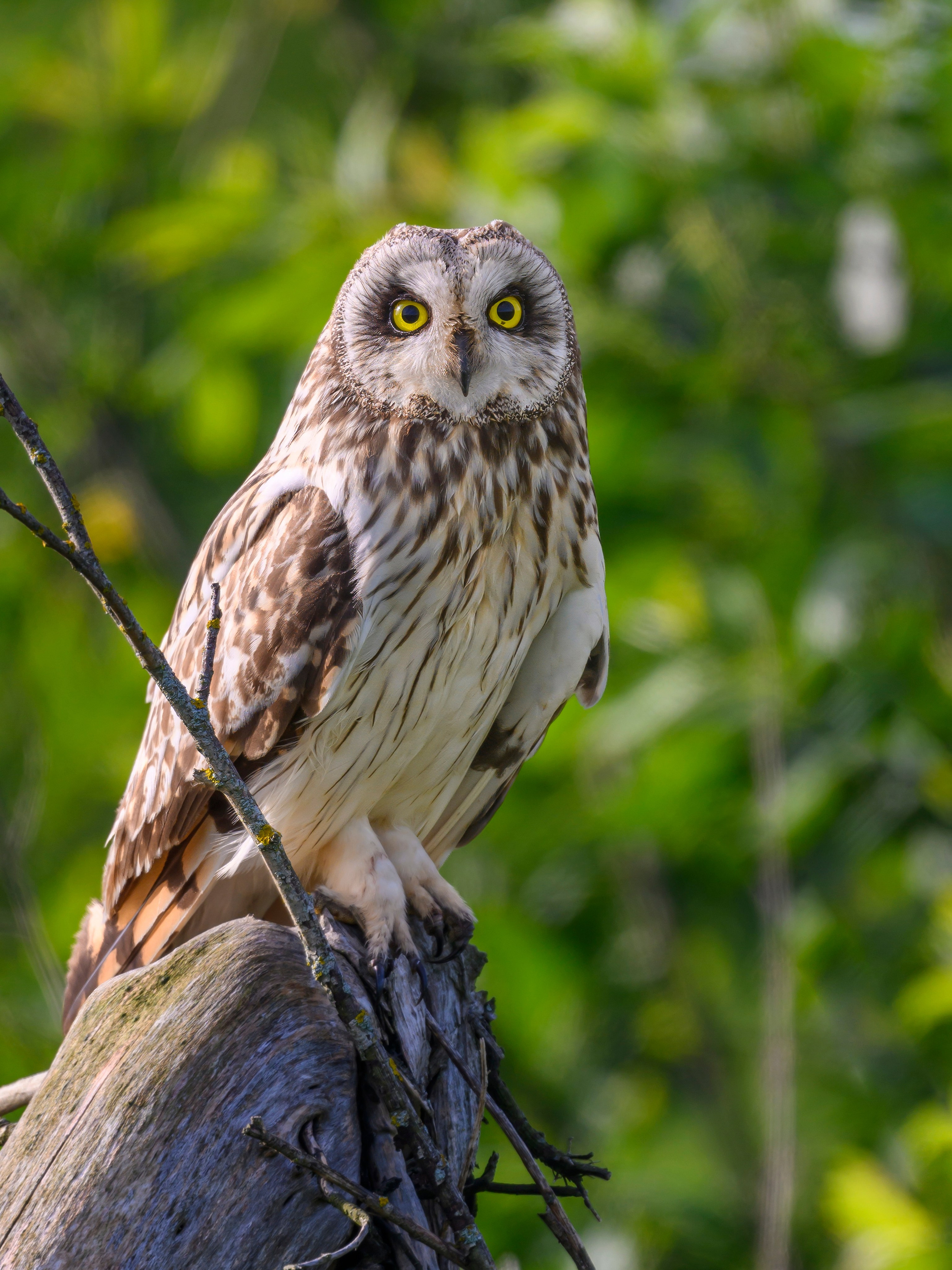 В тихом омуте черти водятся. Wildlife photography by Sergey Puponin