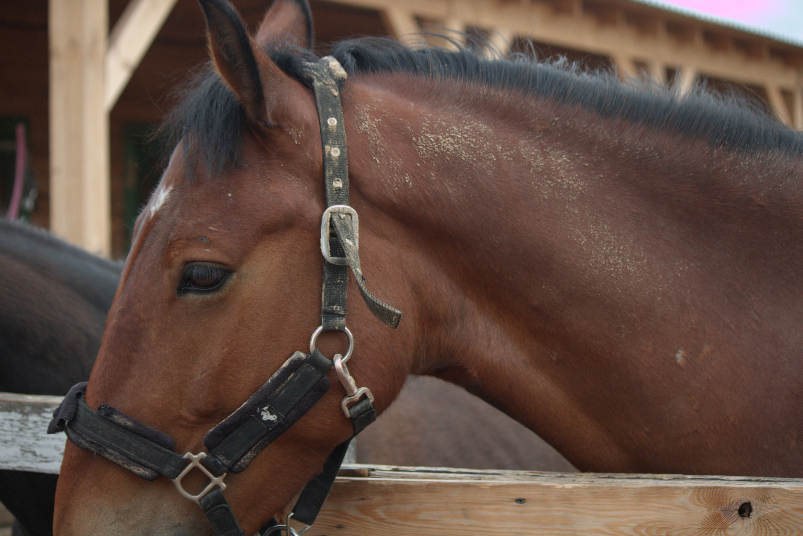 Коричневый конь,  портрет