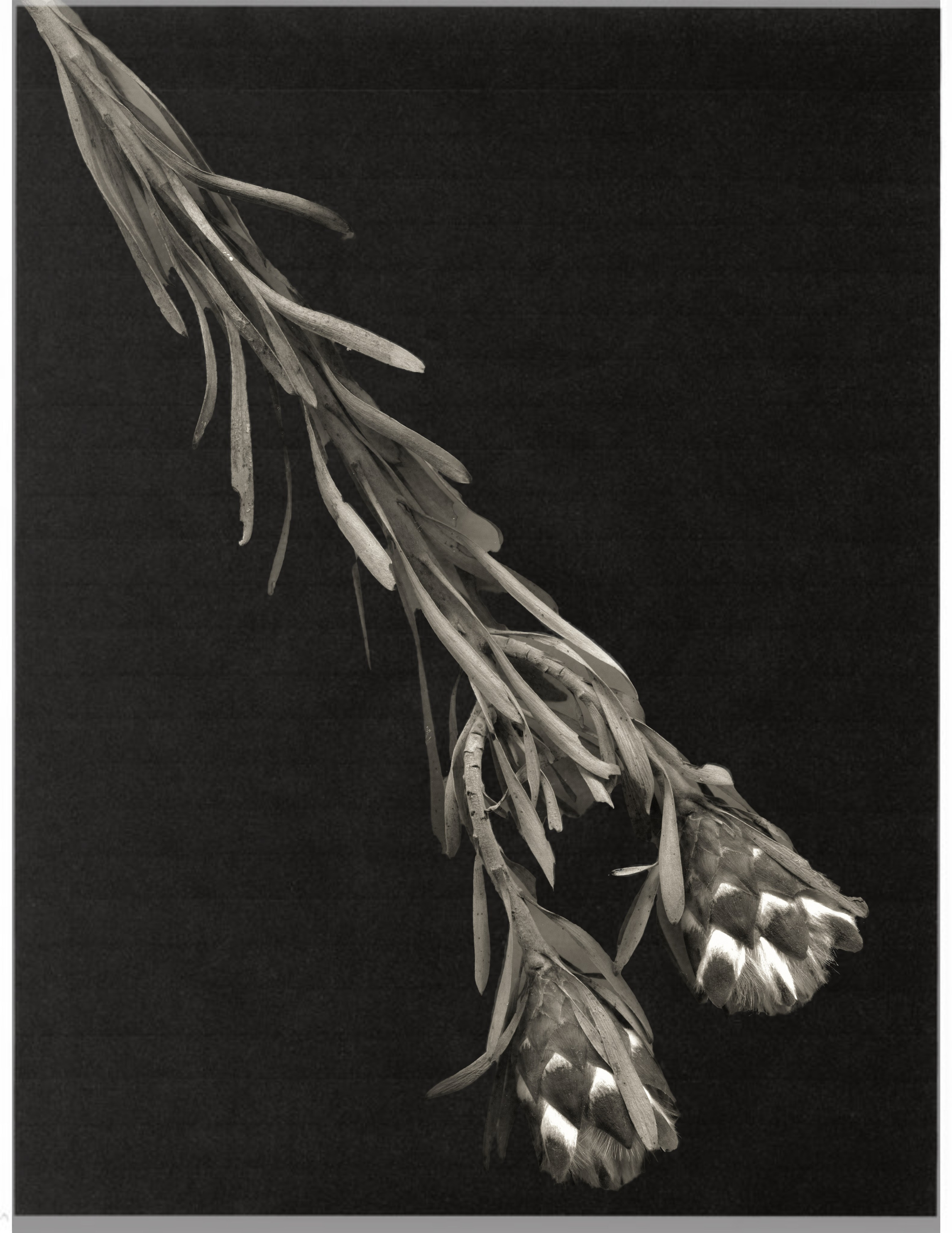 Тут цветочное. Фотограф Мария Поленова