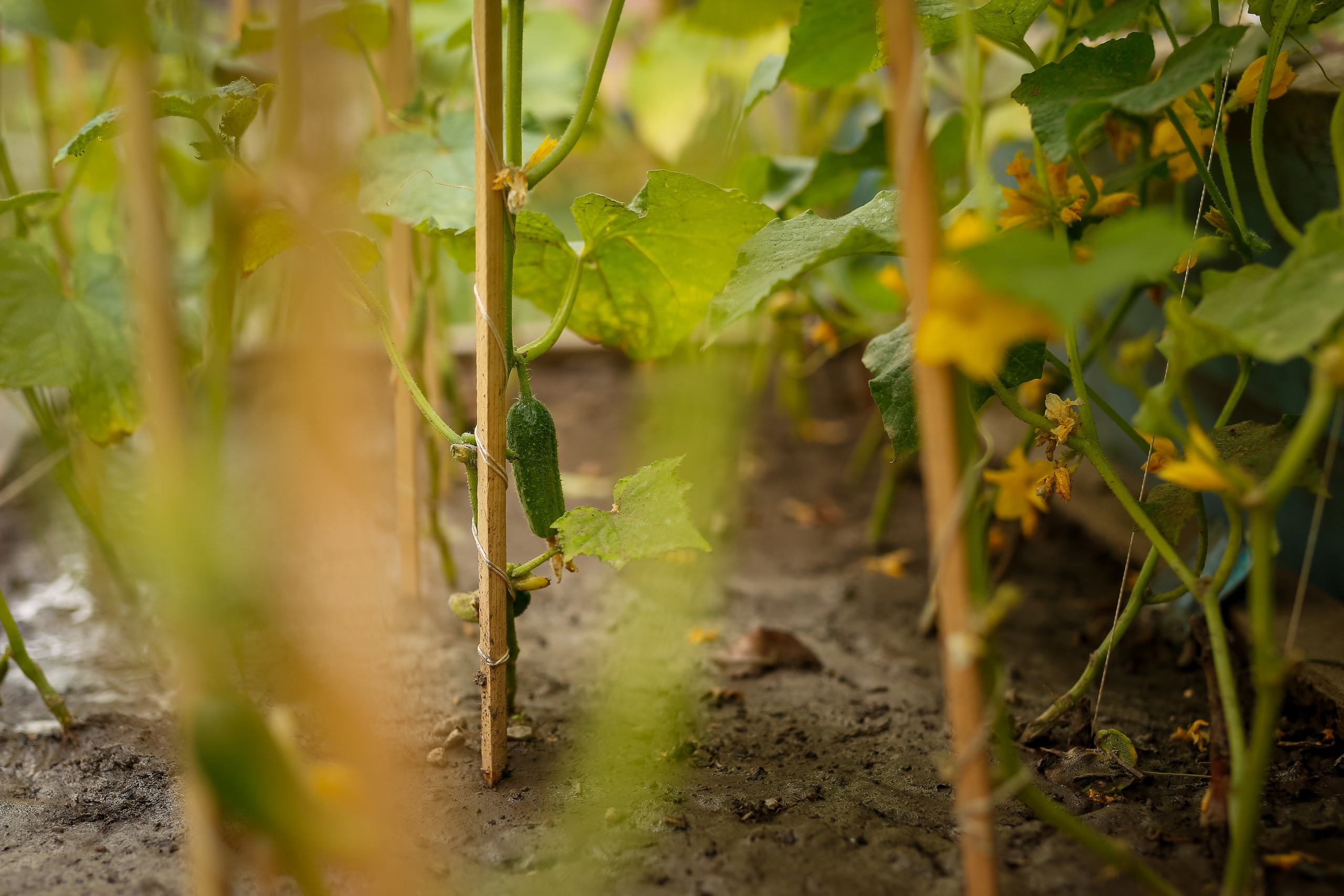Первые огурцы. Отбасылық фотограф Алена Шаталова