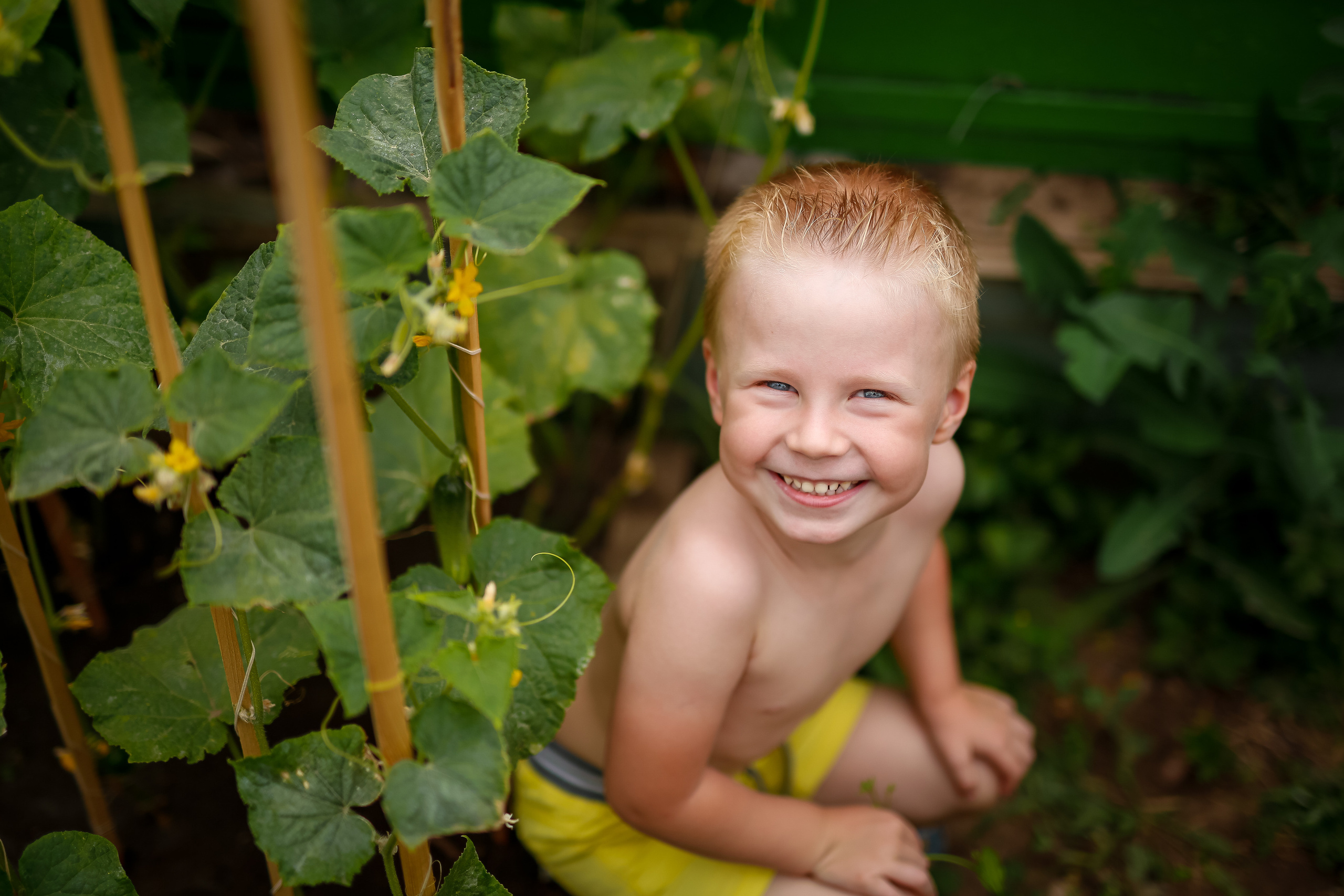 Первые огурцы. Отбасылық фотограф Алена Шаталова