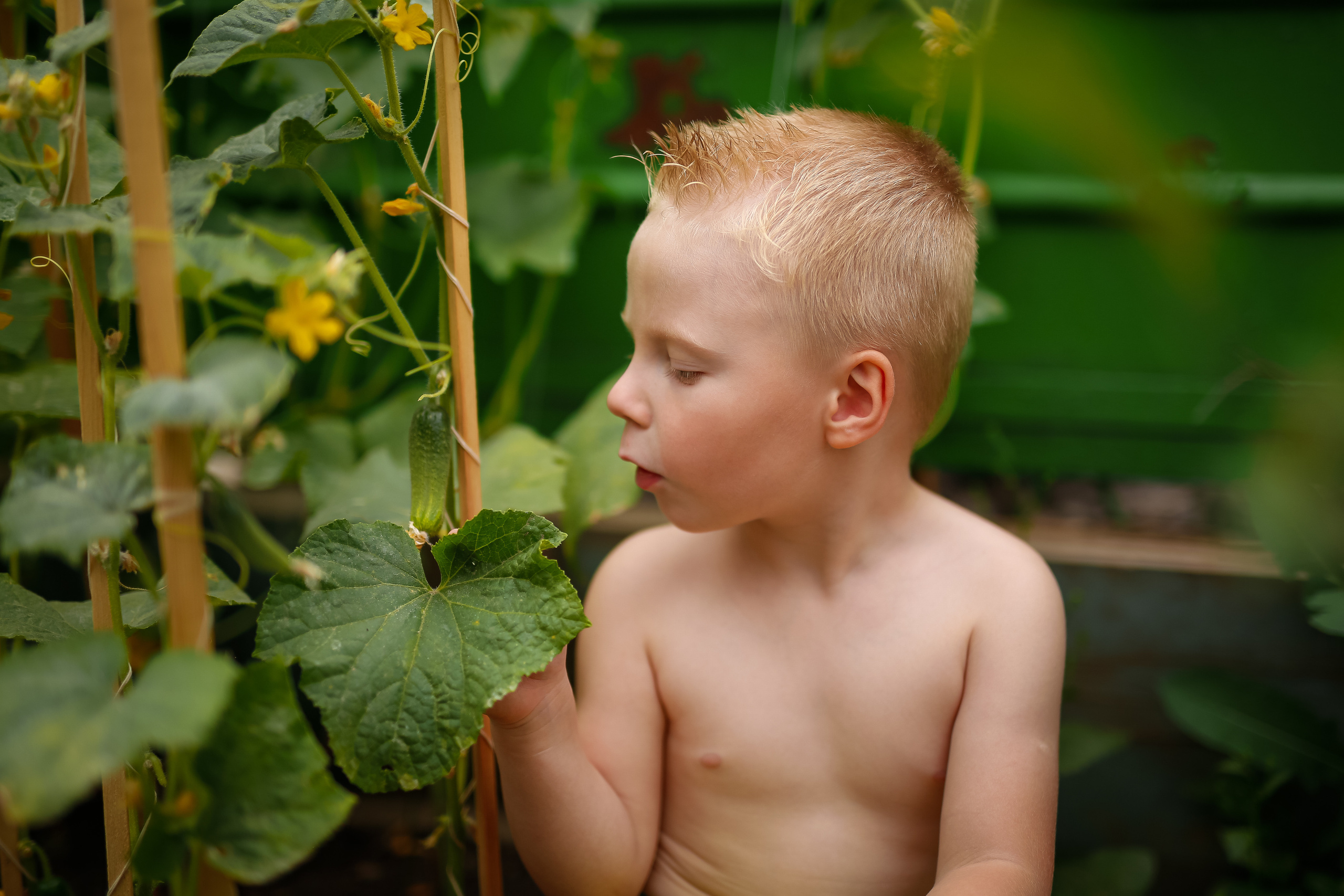 Первые огурцы. Отбасылық фотограф Алена Шаталова