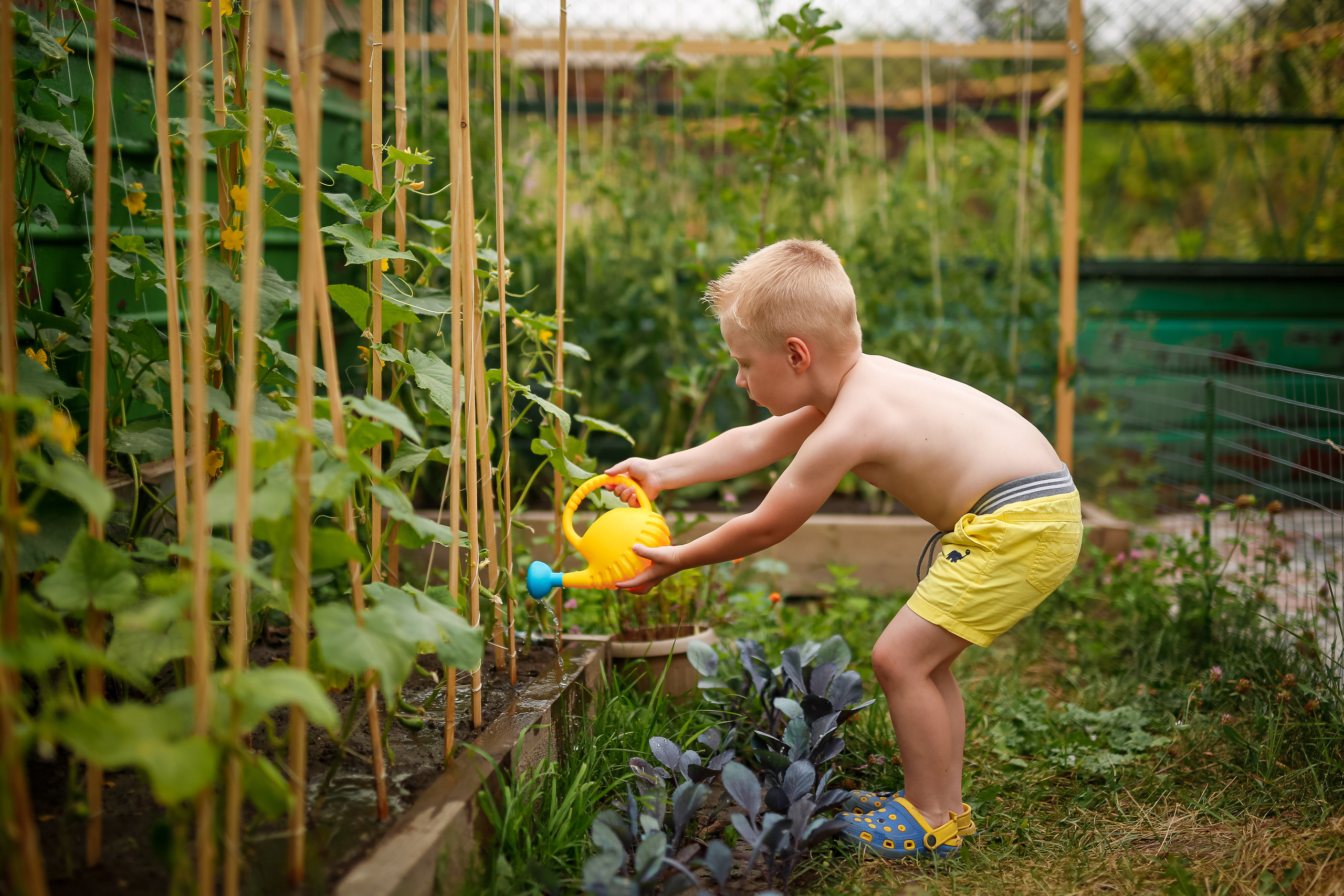 Первые огурцы. Отбасылық фотограф Алена Шаталова