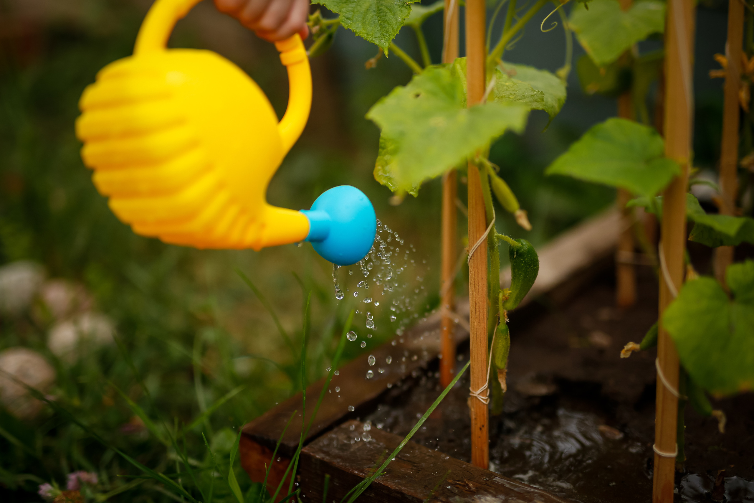 Первые огурцы. Отбасылық фотограф Алена Шаталова
