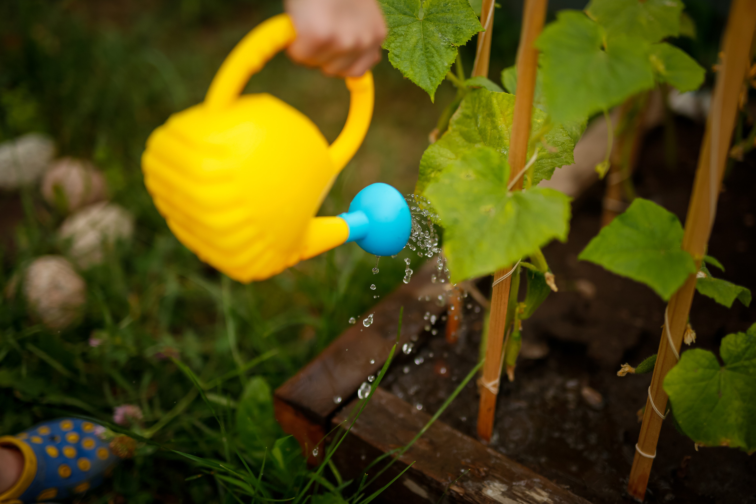 Первые огурцы. Отбасылық фотограф Алена Шаталова