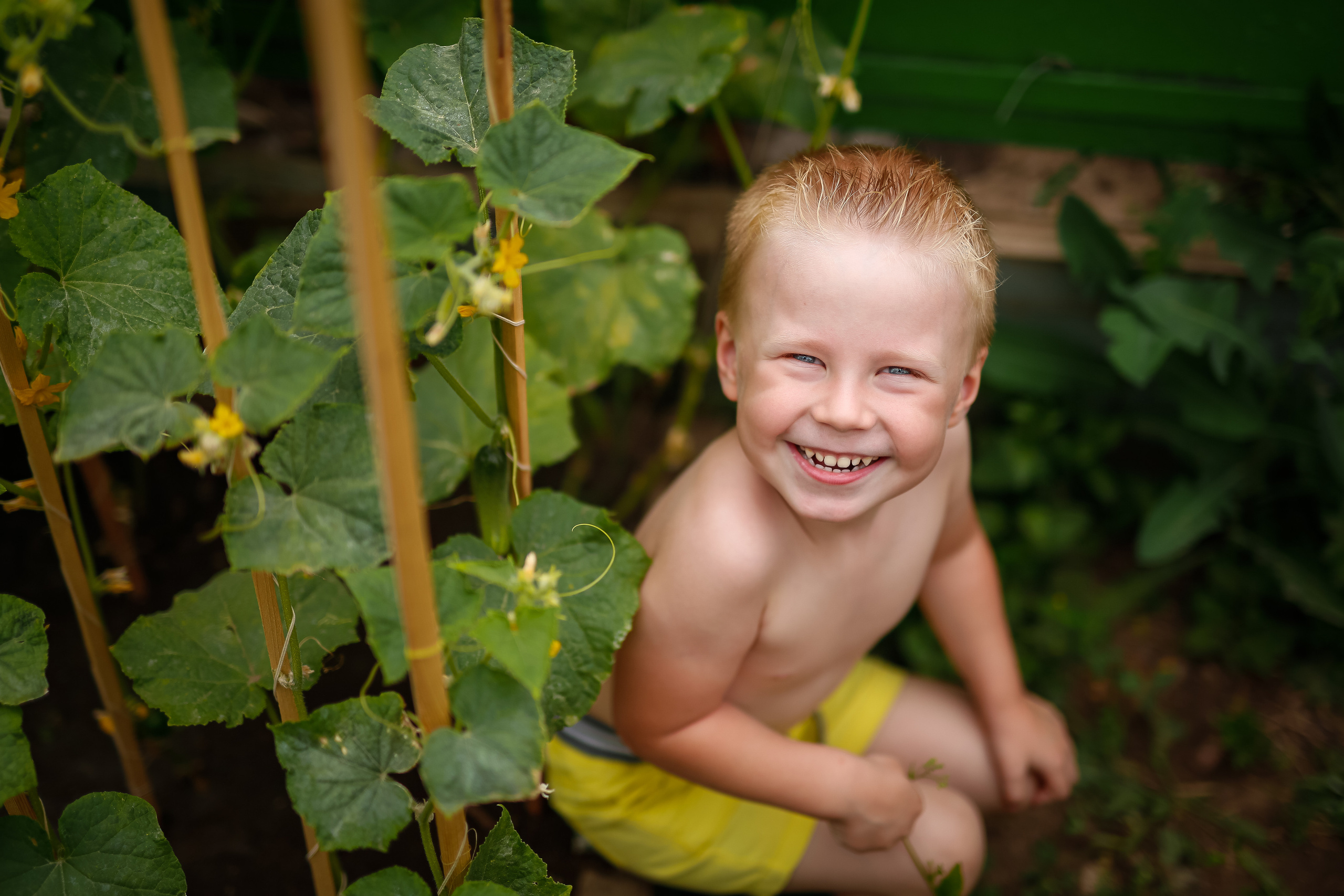 Первые огурцы. Отбасылық фотограф Алена Шаталова