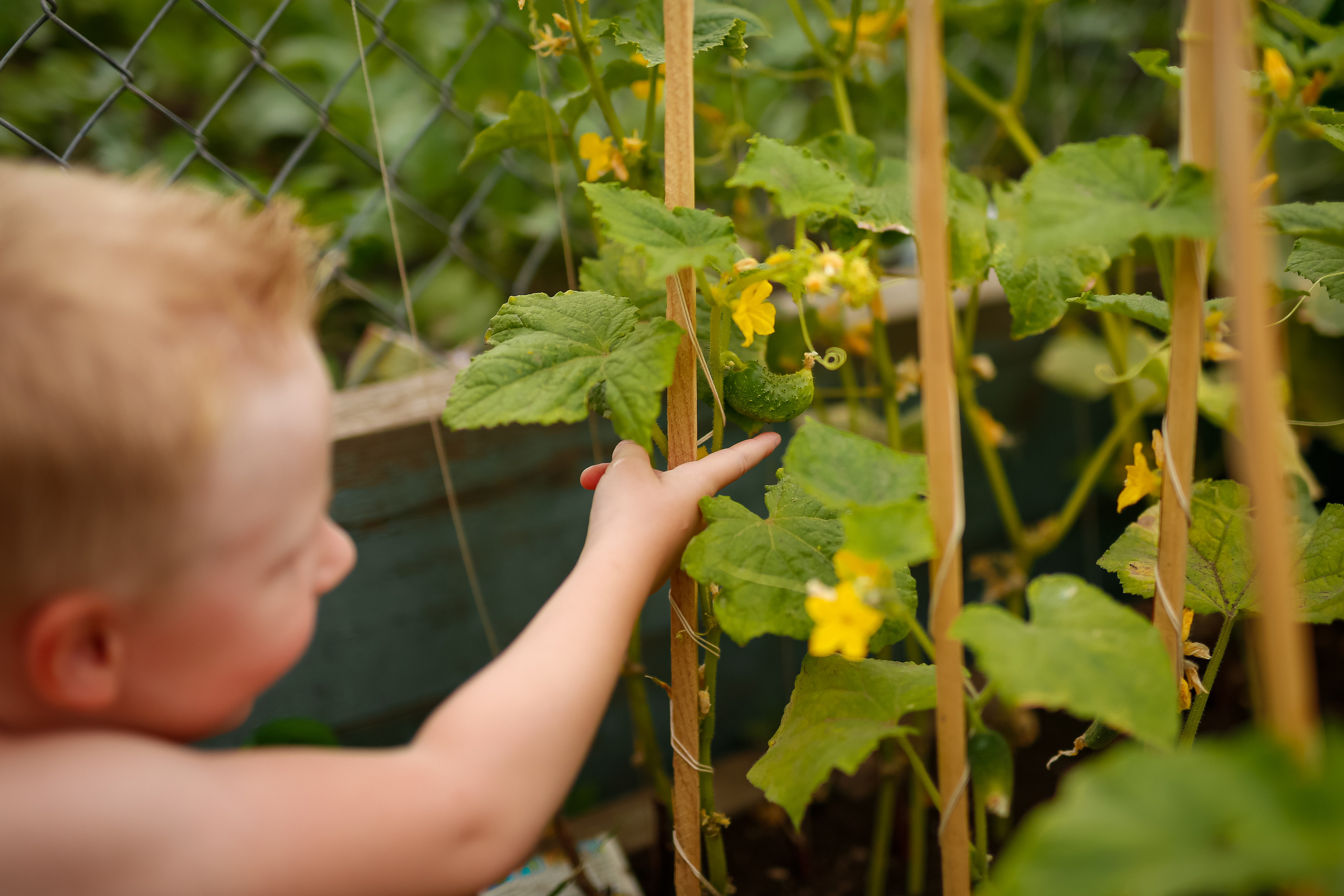 Первые огурцы. Отбасылық фотограф Алена Шаталова