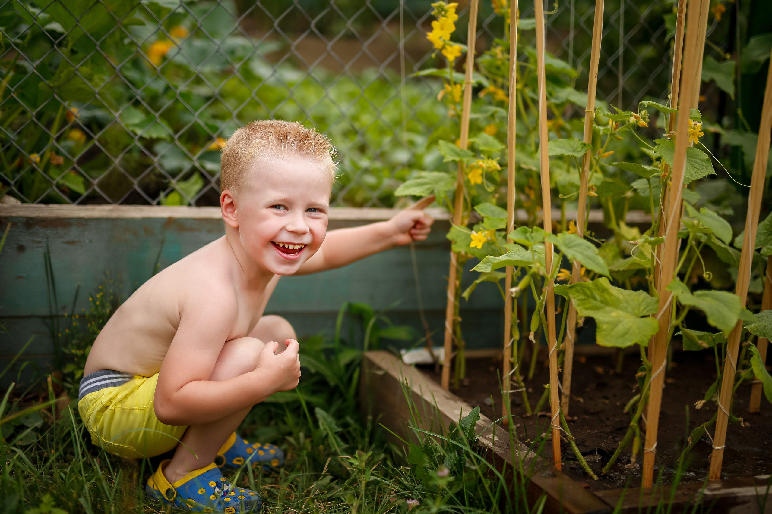 Первые огурцы. Отбасылық фотограф Алена Шаталова