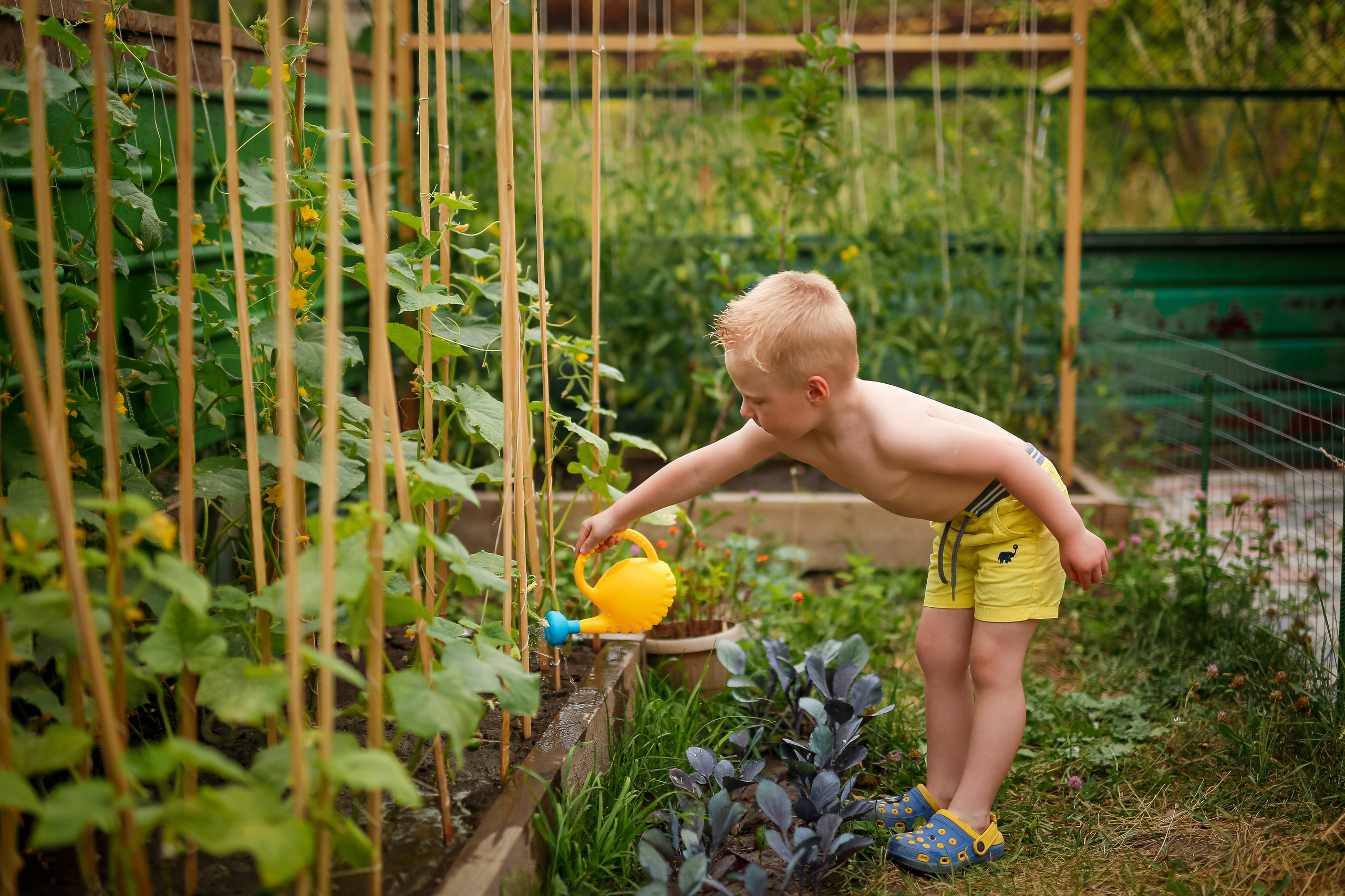 Первые огурцы. Отбасылық фотограф Алена Шаталова