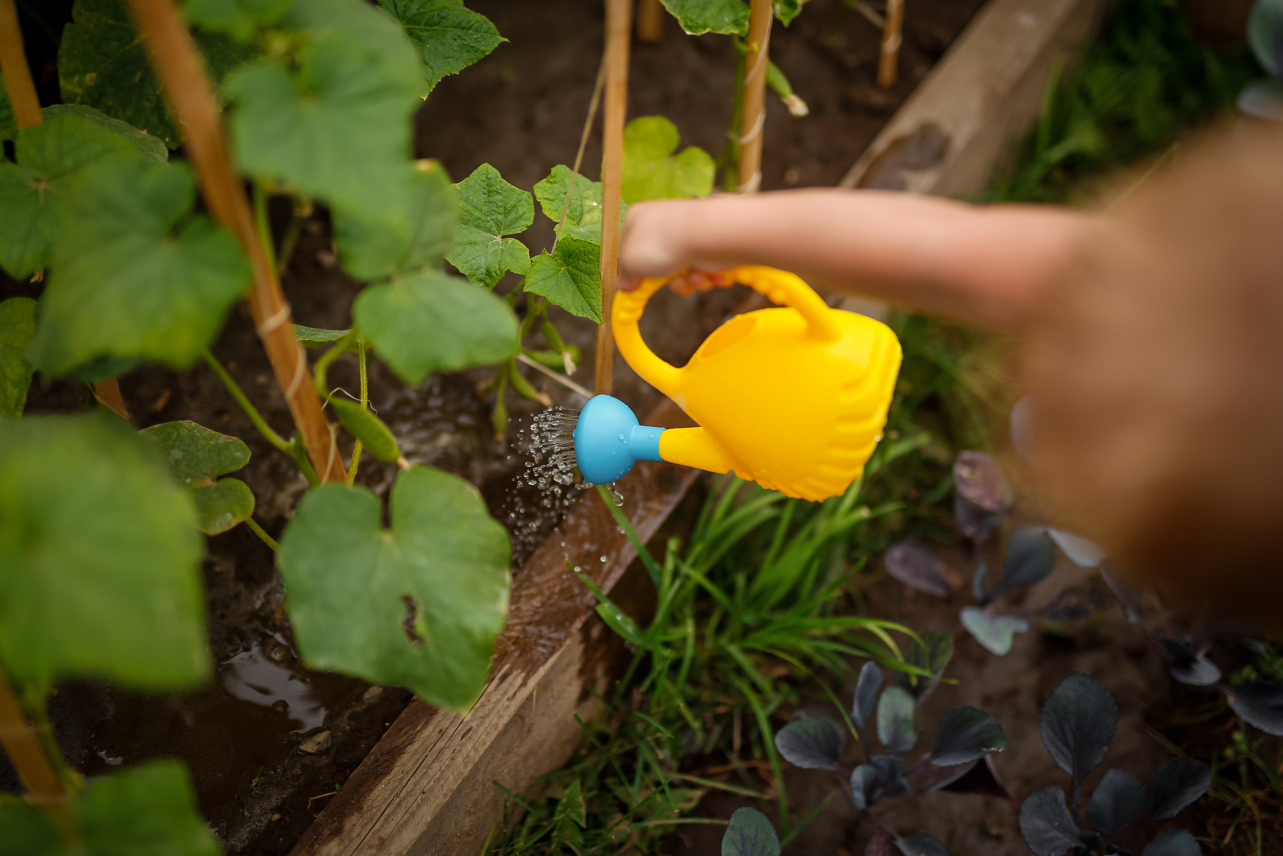 Первые огурцы. Отбасылық фотограф Алена Шаталова