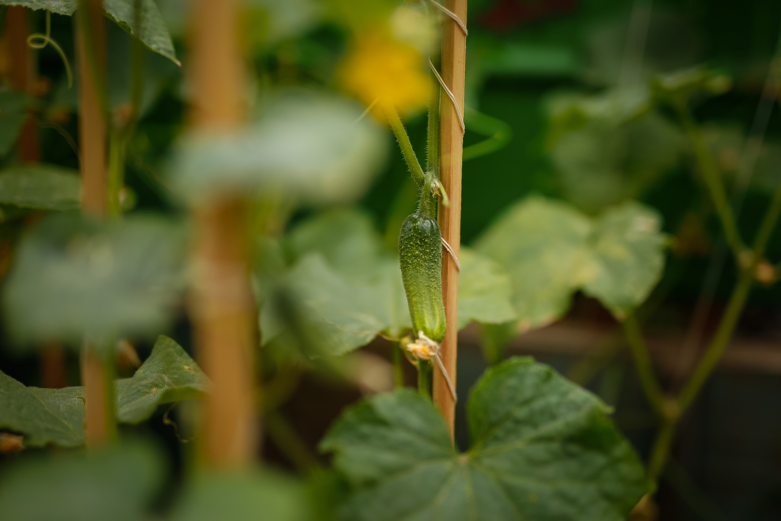 Первые огурцы. Отбасылық фотограф Алена Шаталова