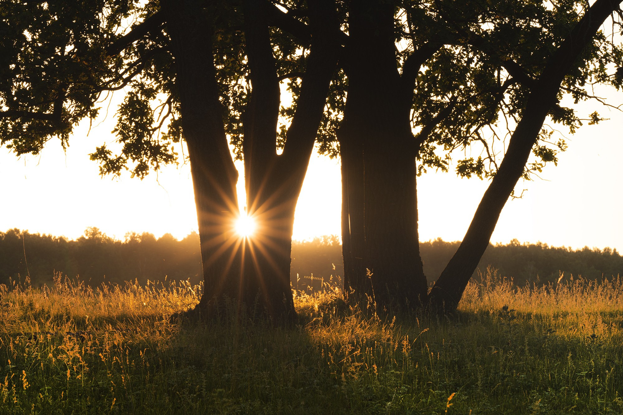 Лето, лес, деревья…. Пейзажный фотограф Руслан Лукманов