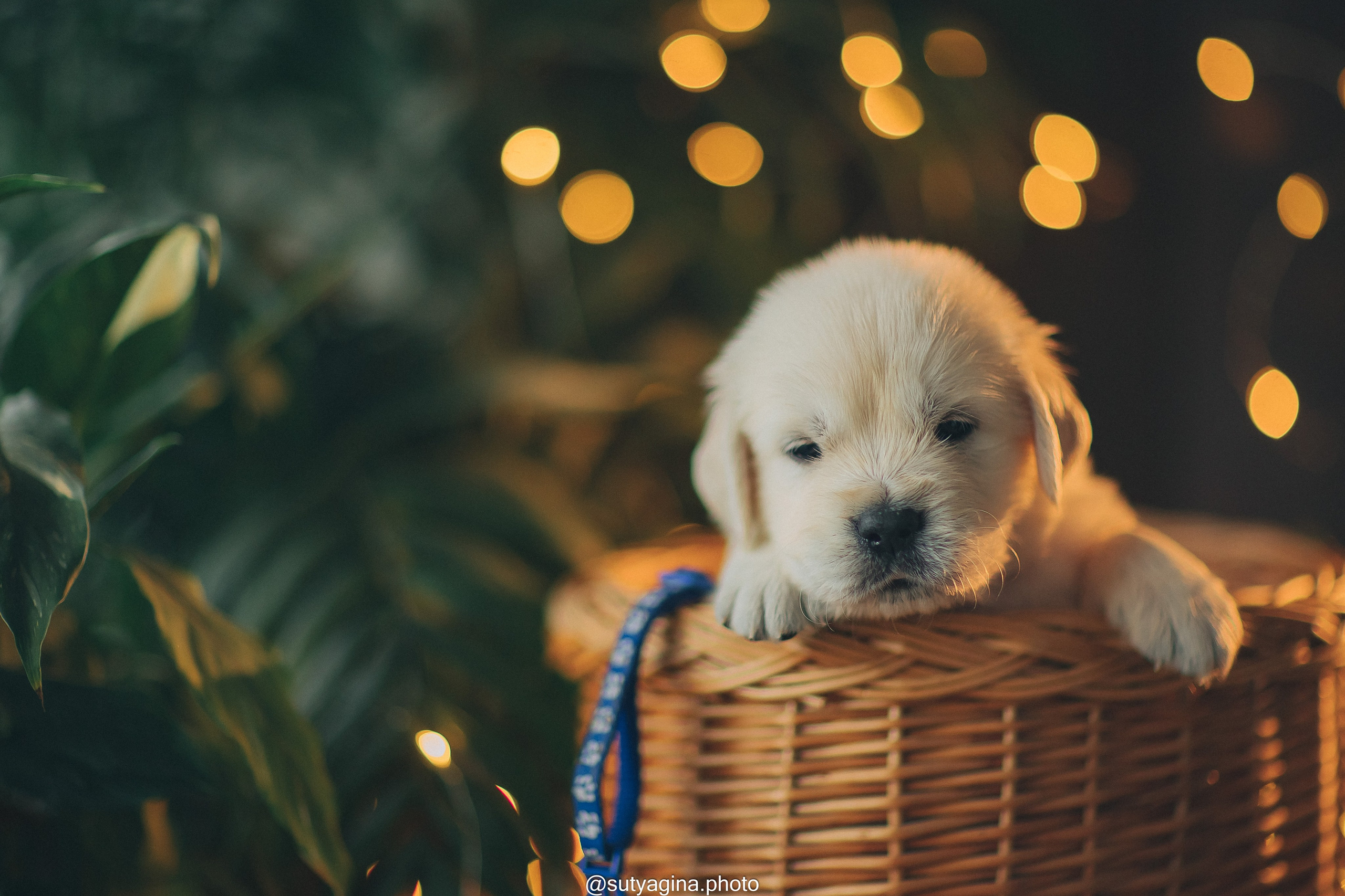 Синий ошейник. Свадебный и женский фотограф