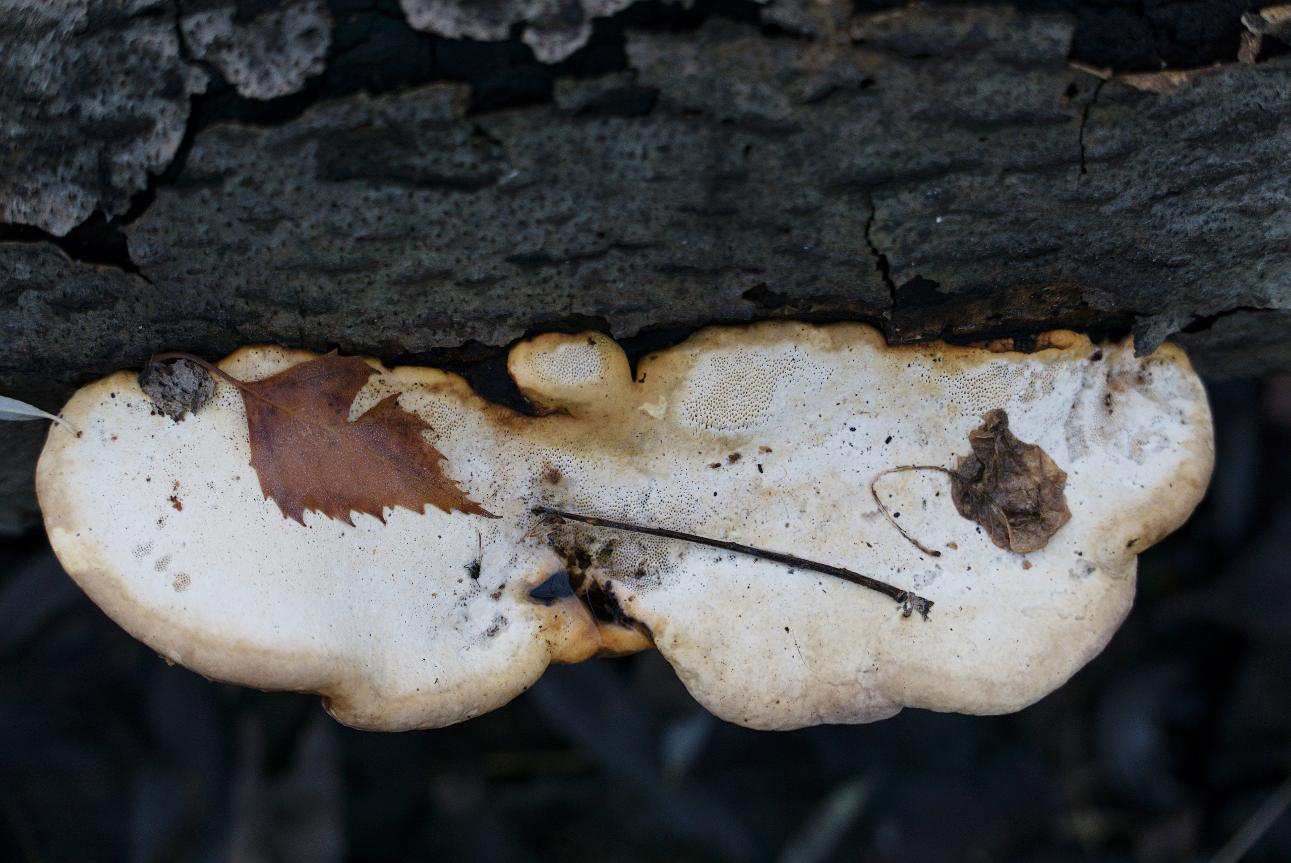 The pocket river. Photographer Anna Nazarova