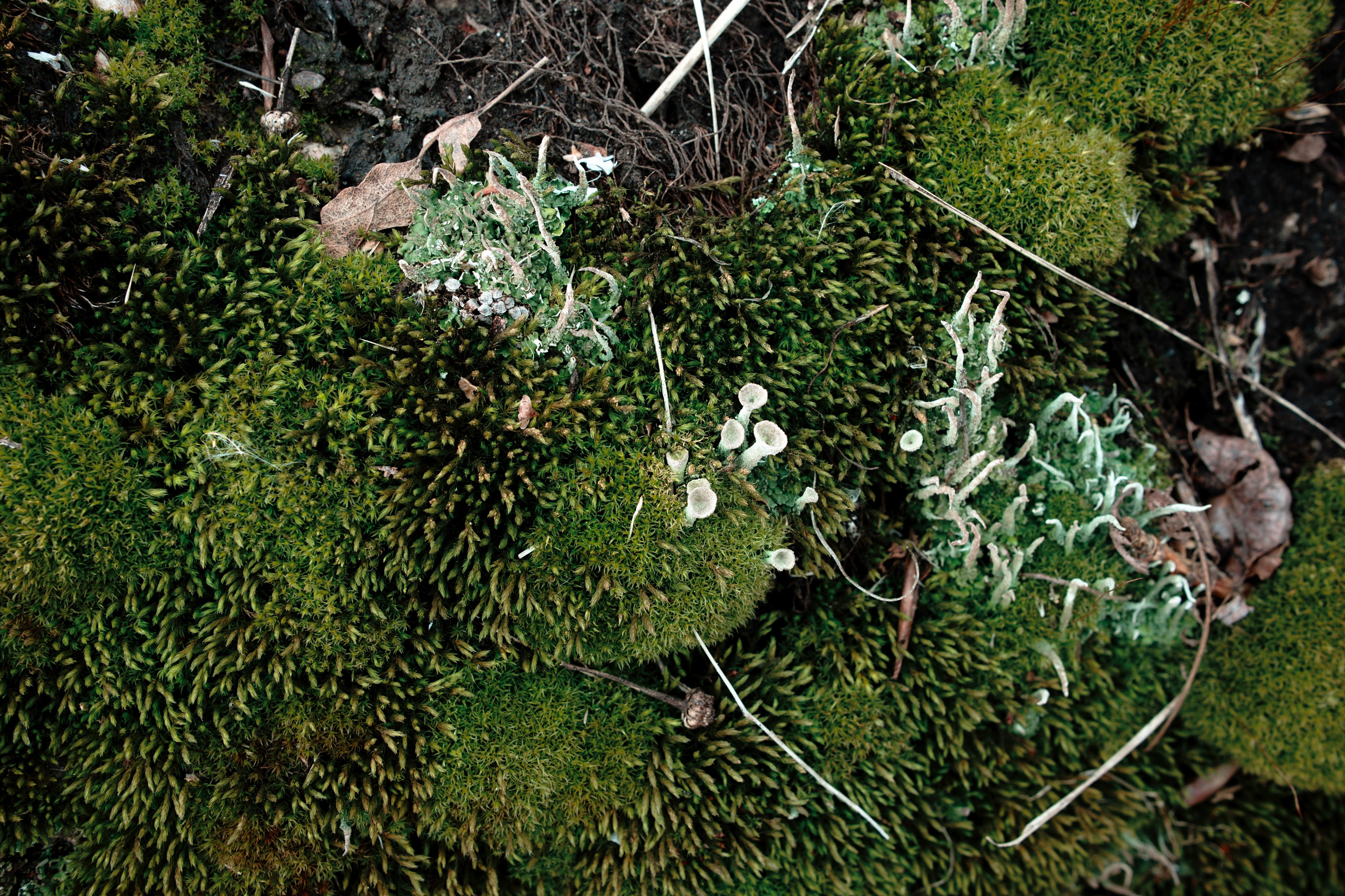 The pocket river. Photographer Anna Nazarova