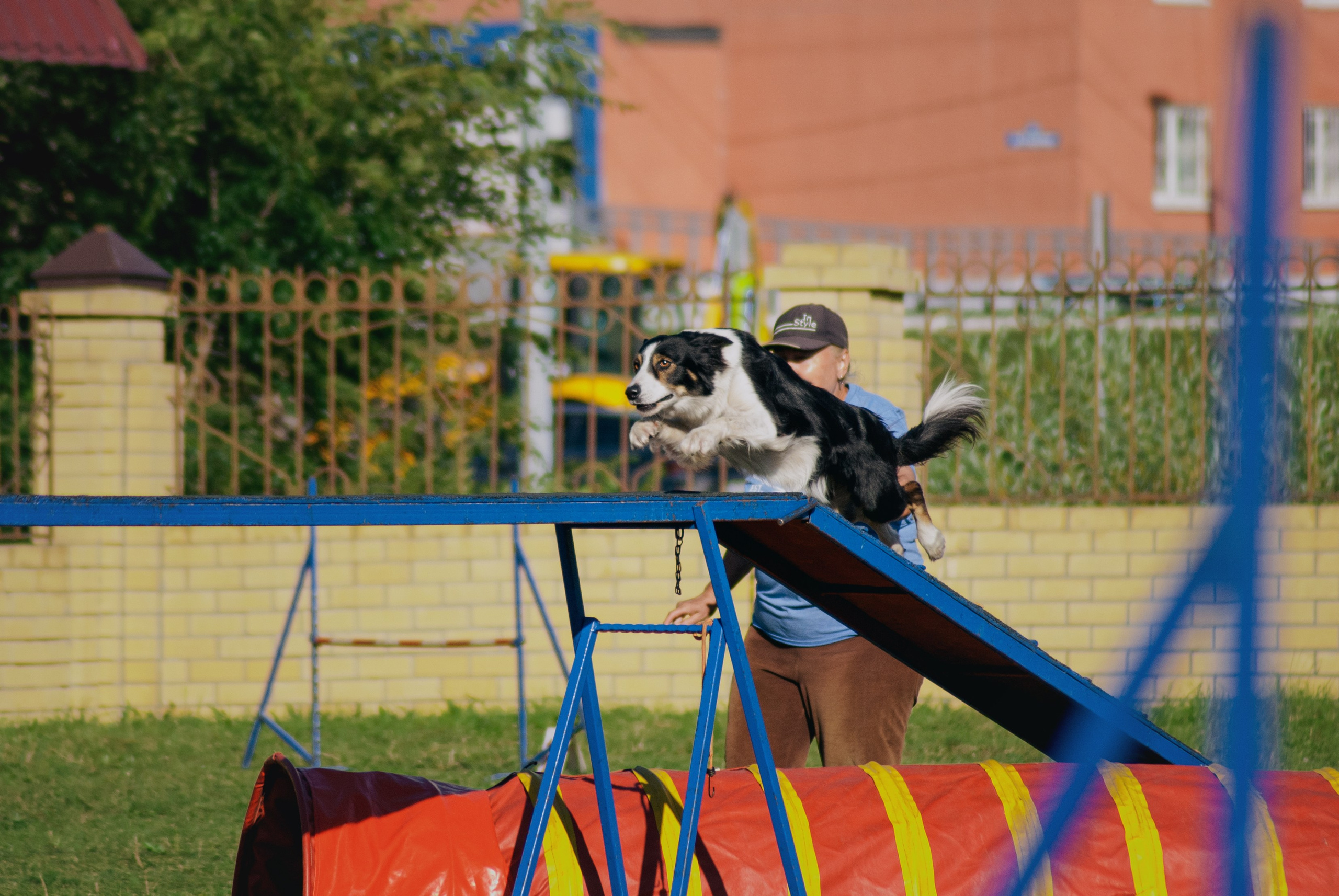 Аджилити. Фотограф в Тюмени Лизавета Сапицкая