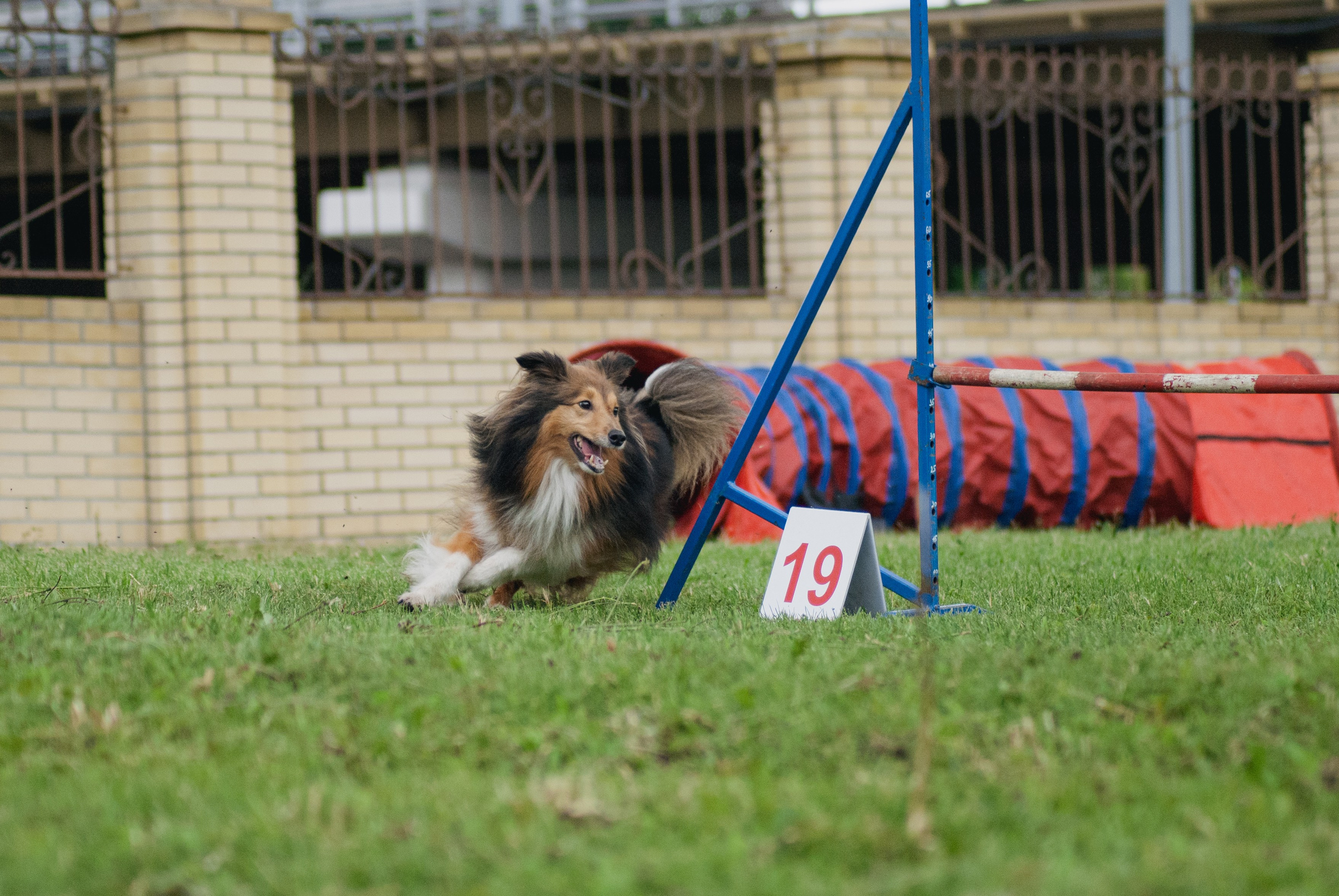 Аджилити. Фотограф в Тюмени Лизавета Сапицкая
