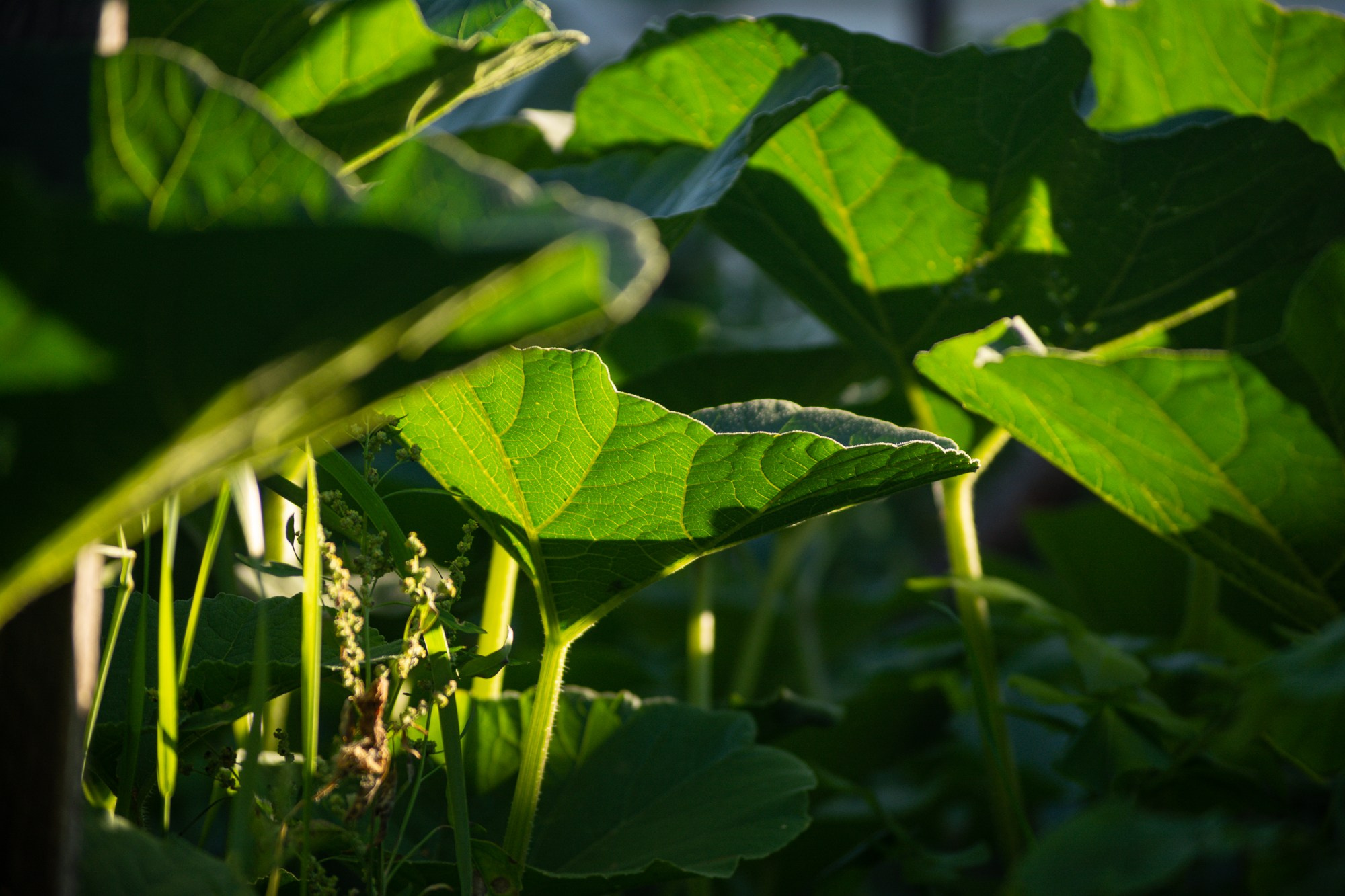 Разное. Репортажный фотограф г. Чита