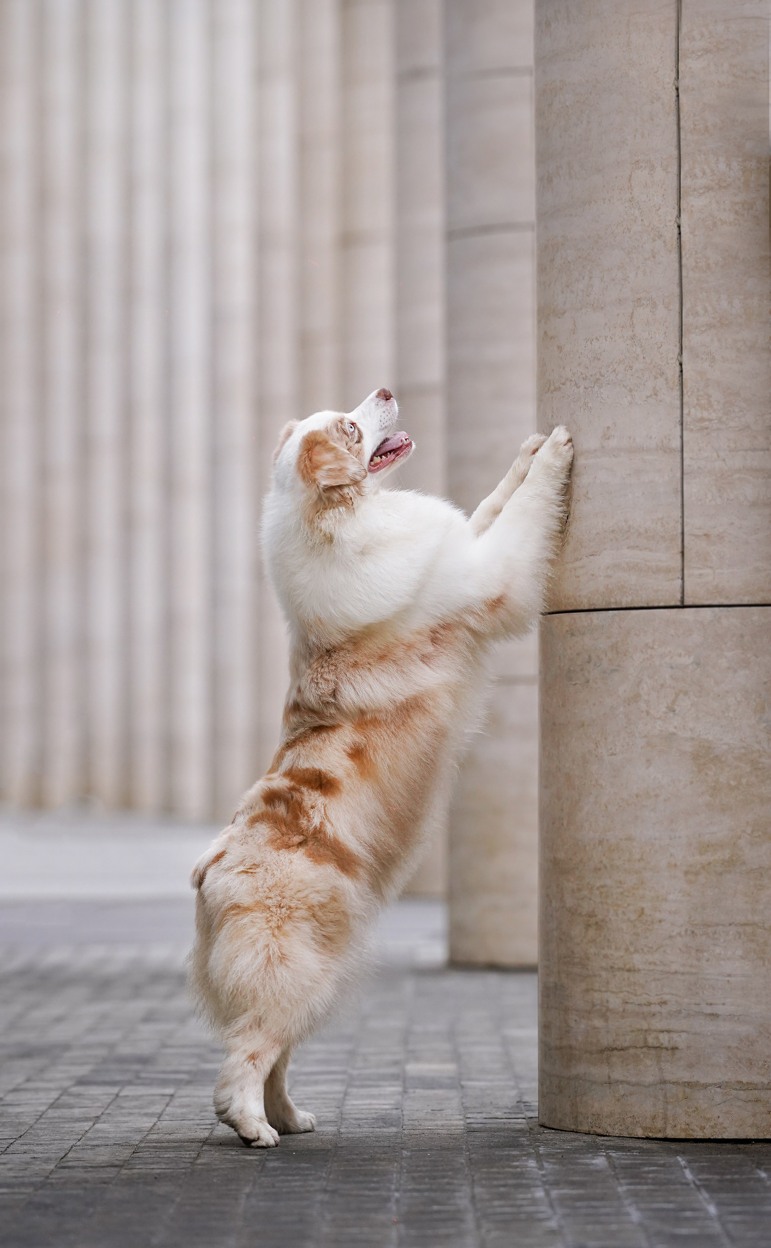 Кристина Катя Гермиона и Бэст. Фотограф-анималист в Санкт-Петербурге Яна Мартынова