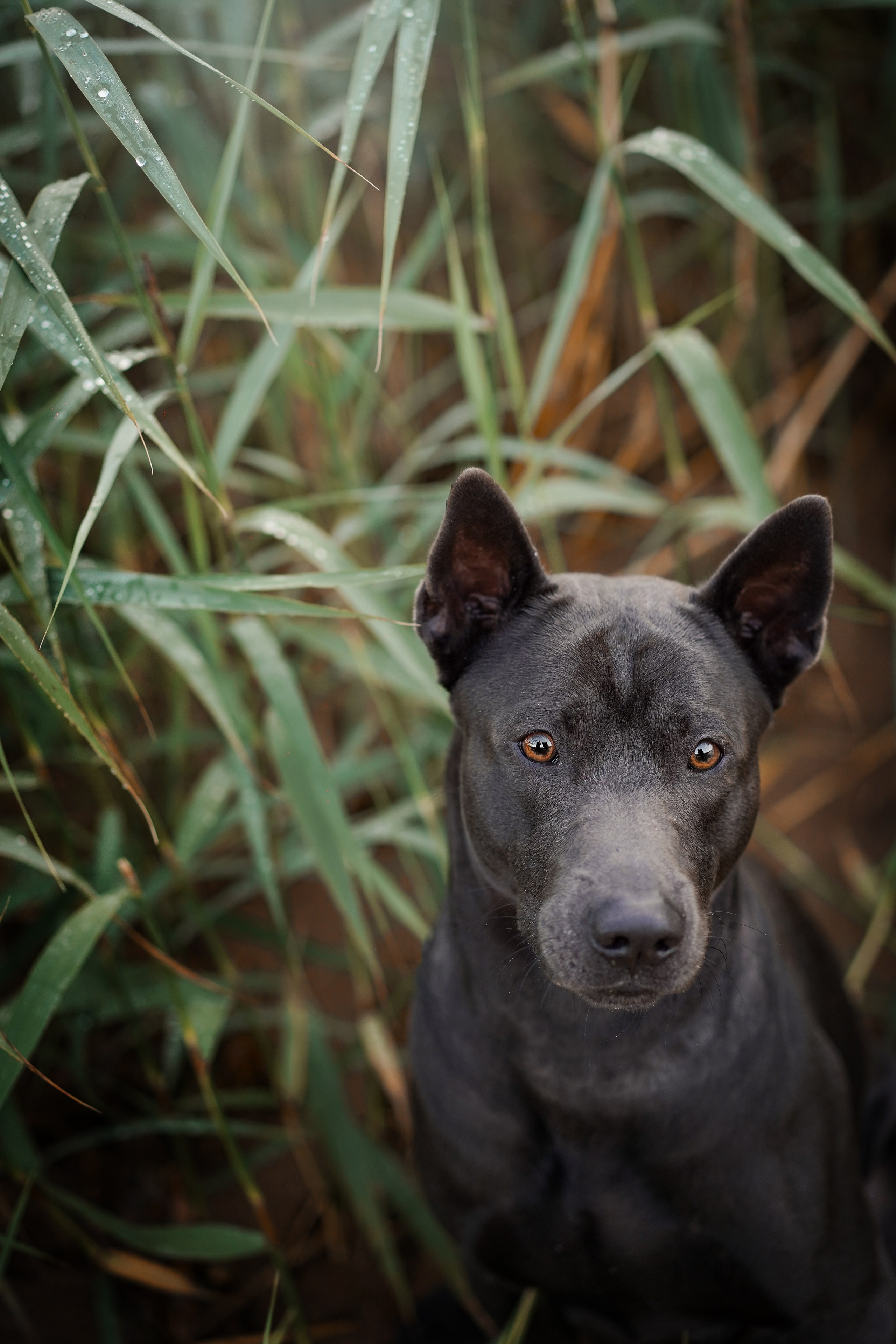 Вероника и Адам. Фотограф-анималист в Санкт-Петербурге Яна Мартынова