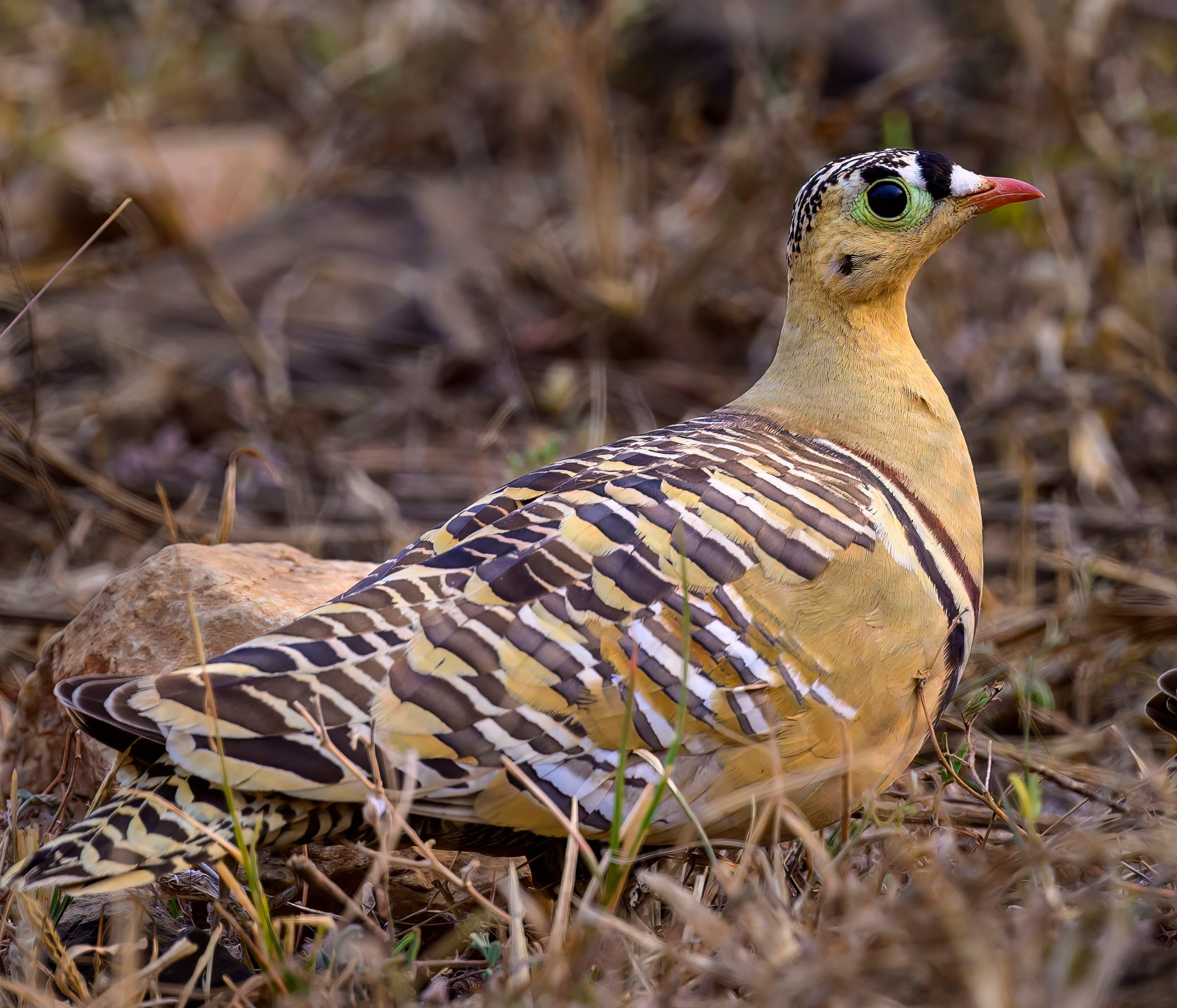 Раджастан, Индия. Wildlife photography by Sergey Puponin