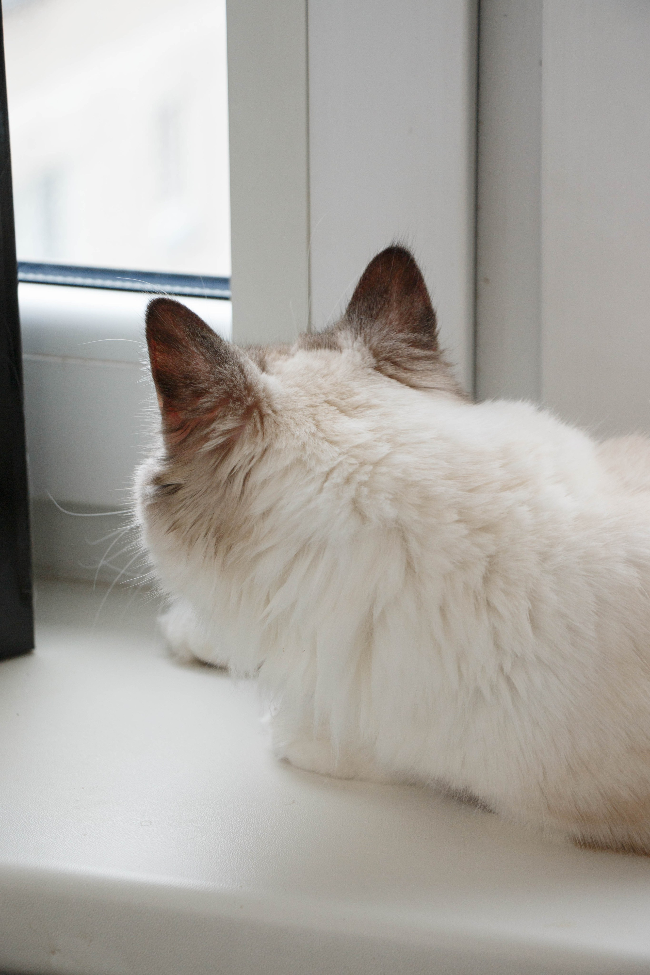 Kristina & Miya. Бережно сохраняю ваши чувства и истории на своих фотографиях