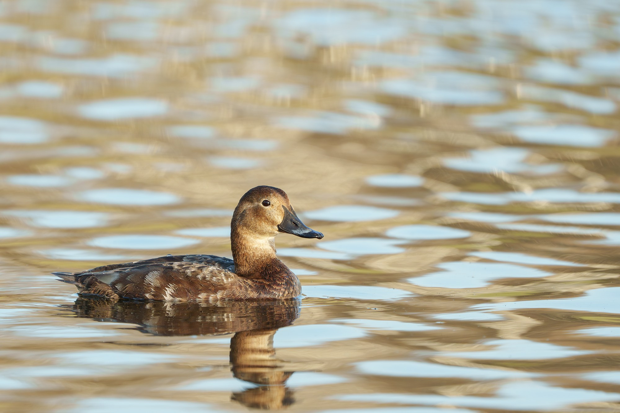 Удивительные мир птиц. Вокруг нас столько прекрасного — присмотритесь!. Ваш личный фотограф Марина Волкова