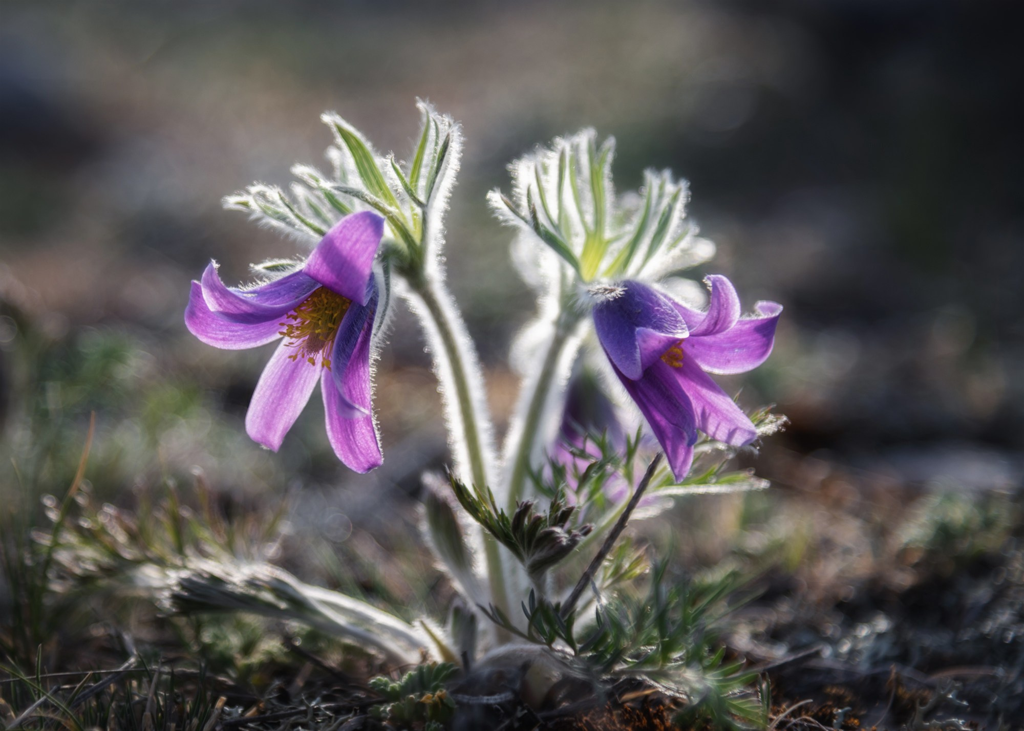 Прострелы в контражуре. Прострел Турчанинова в долине Большого Яломана, весна 2022