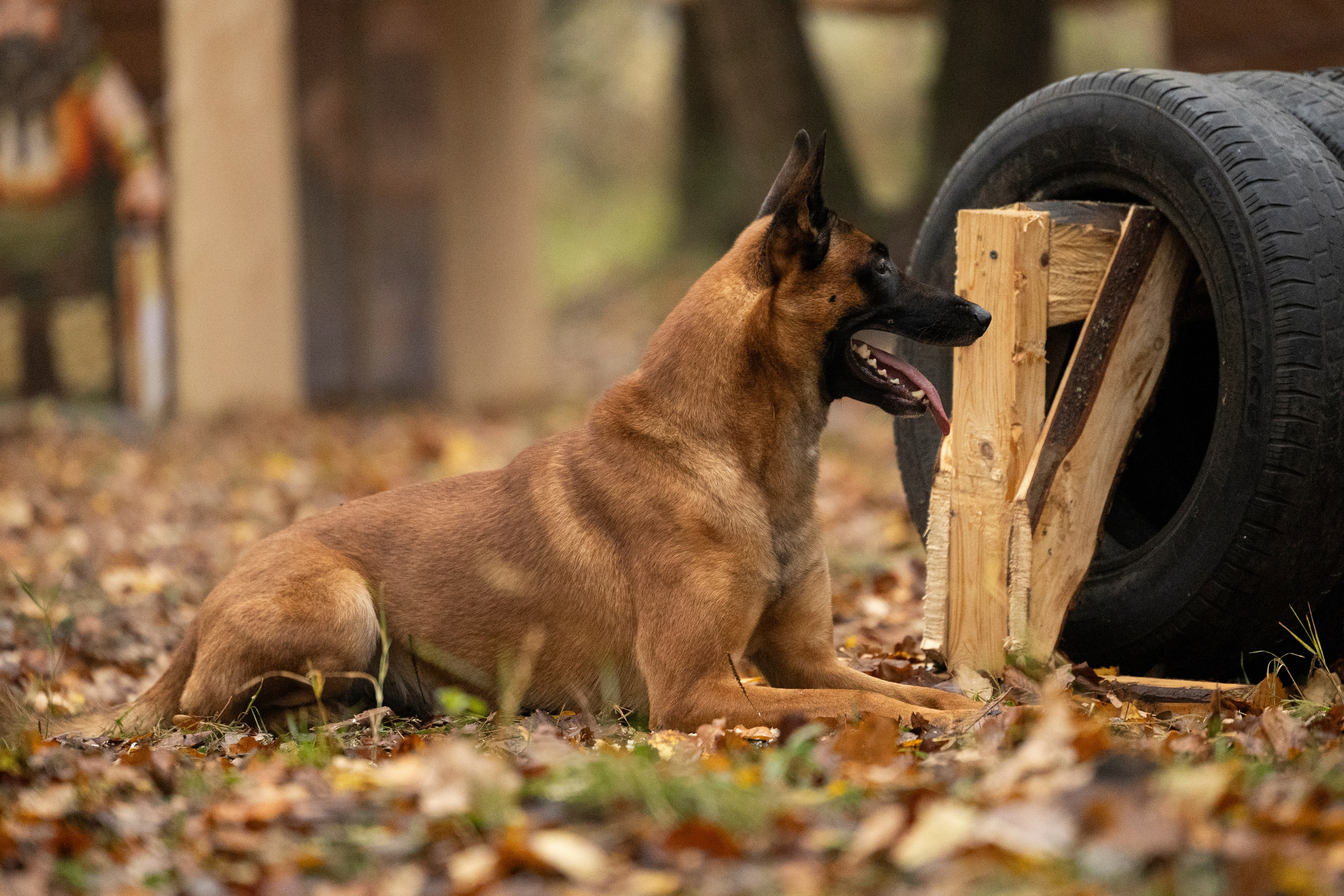 Соревнования по Мондьорингу г. Вологда. Фотограф-анималист Анна Маринич