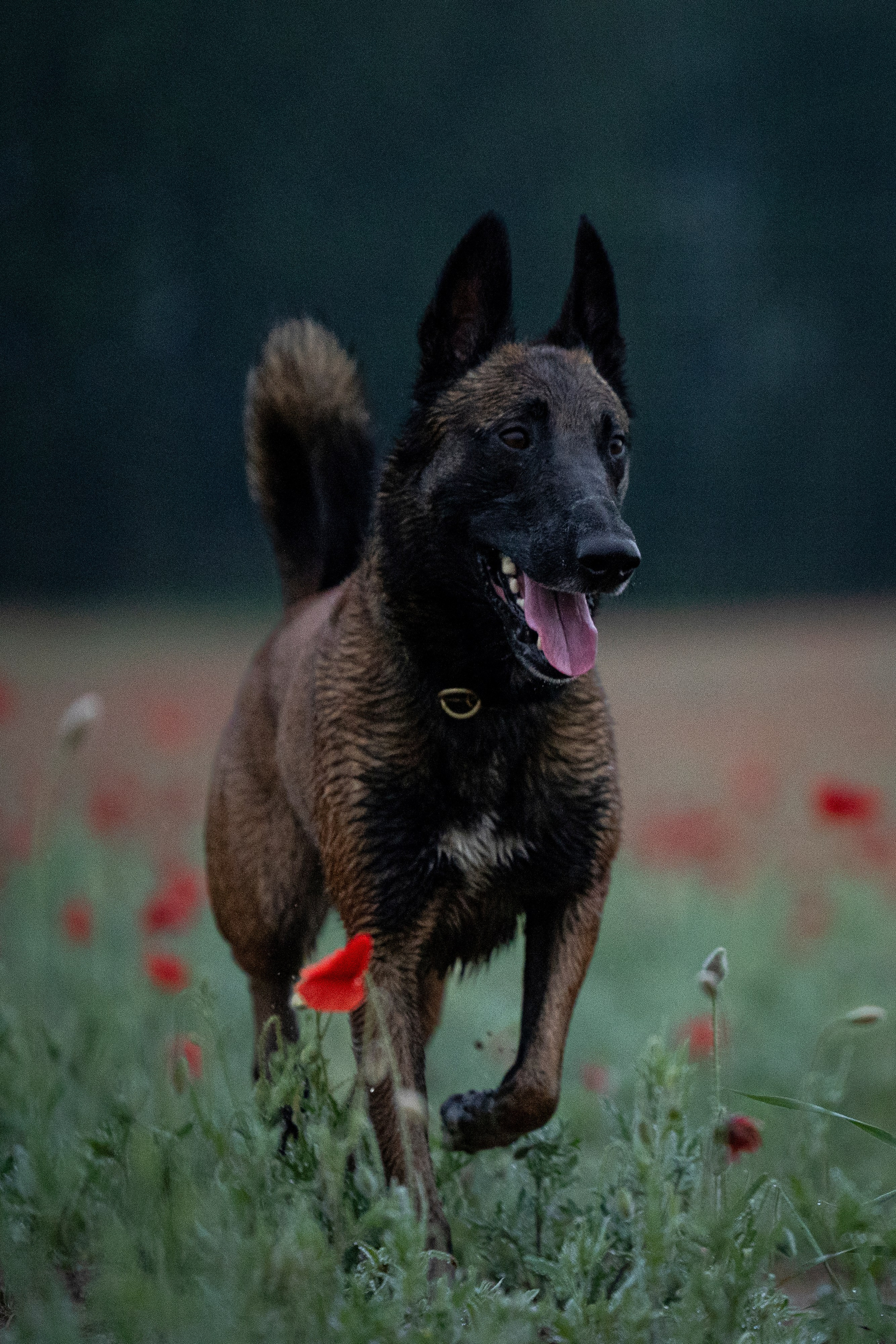 Маковое поле. Фотограф-анималист Анна Маринич