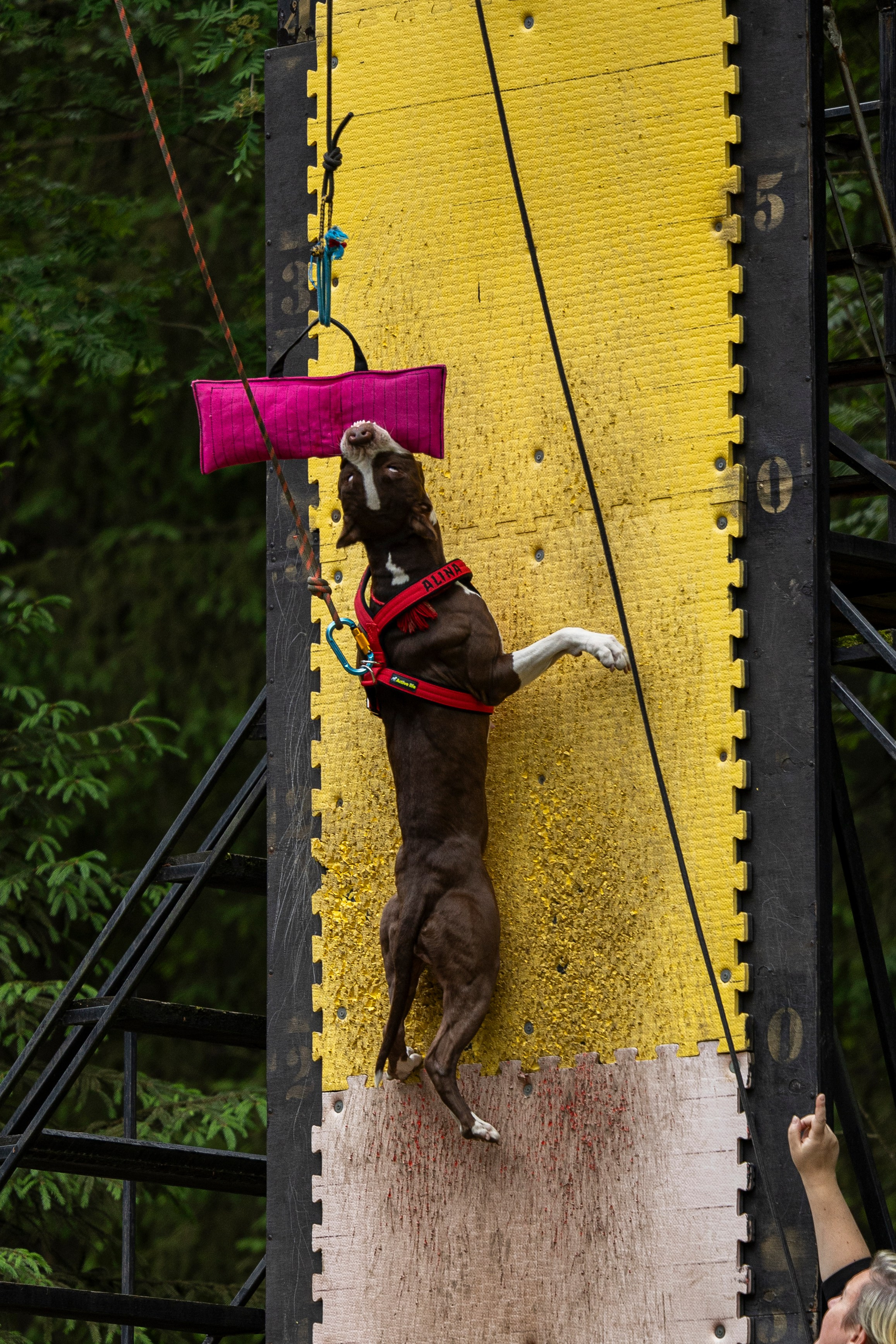 Пит-стафф многоборье. Фотограф-анималист Анна Маринич